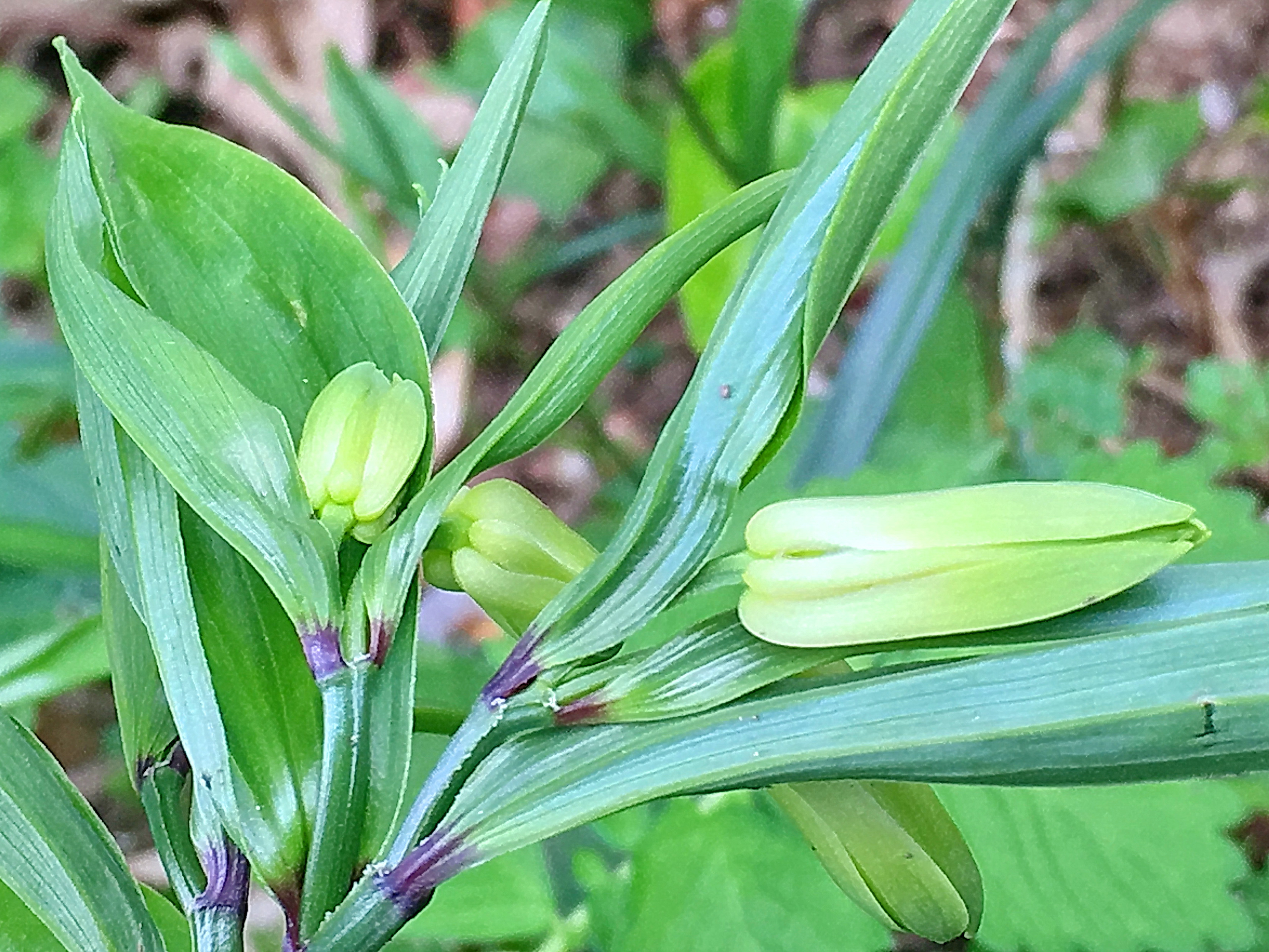 イヌサフラン科 ホウチャクソウ 宝鐸草 奥行き１ｍの果樹園