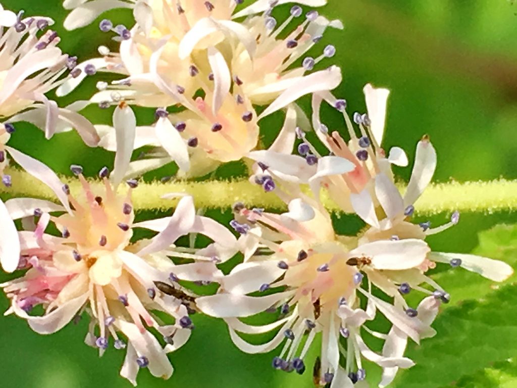 チダケサシの花
