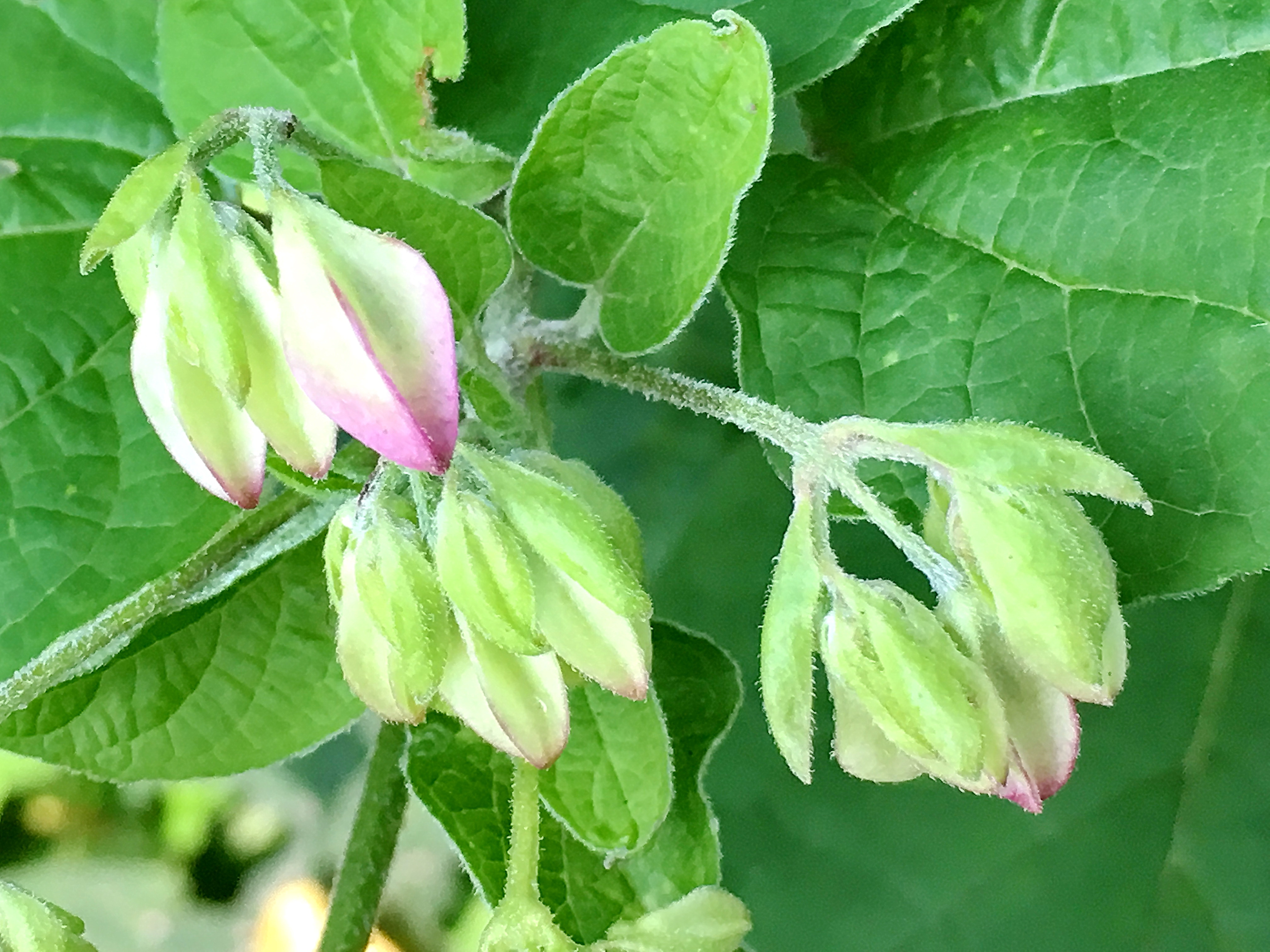 シソ科 クサギ 臭木 奥行き１ｍの果樹園