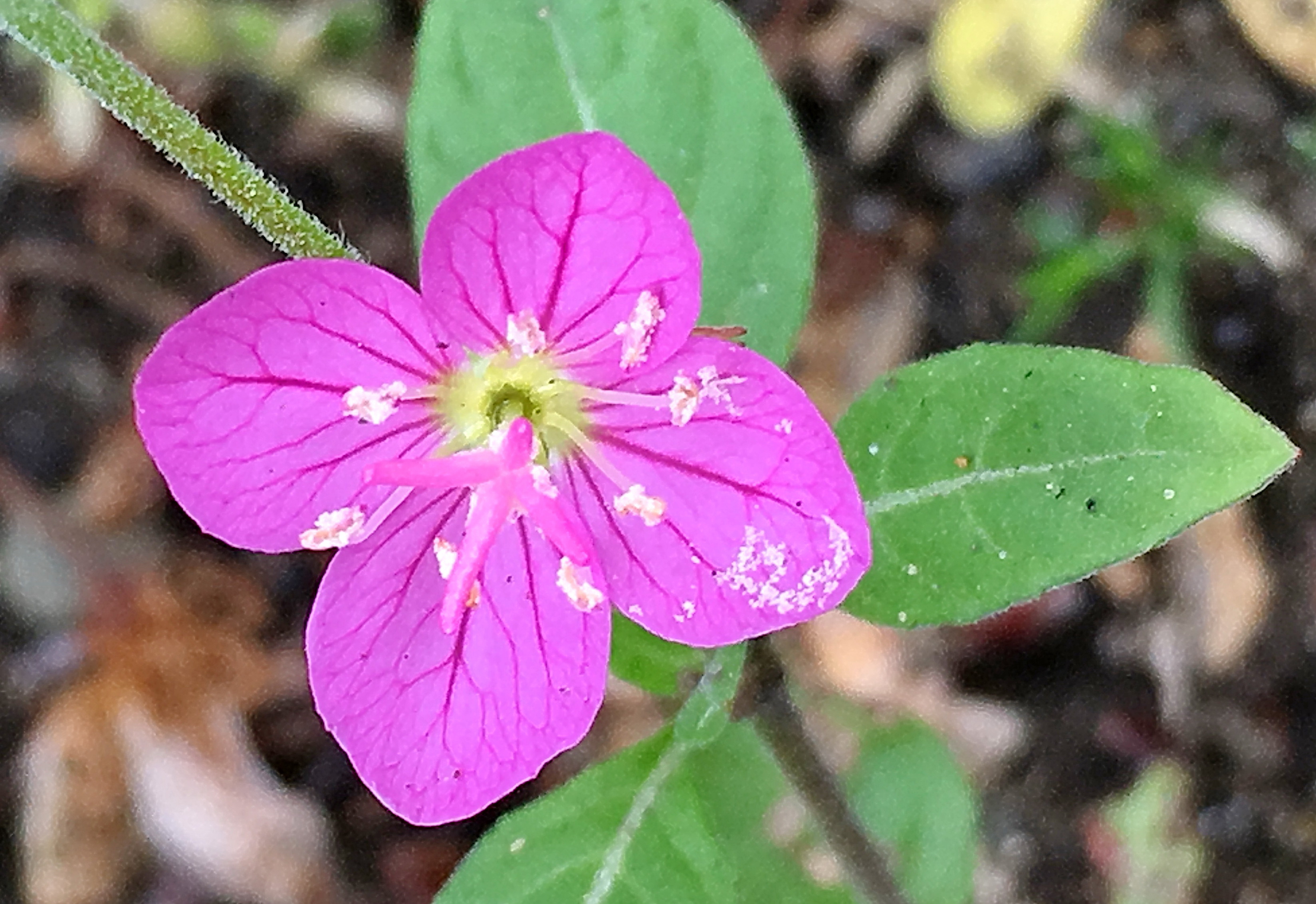 オシロイバナ科 オシロイバナ 白粉花 奥行き１ｍの果樹園
