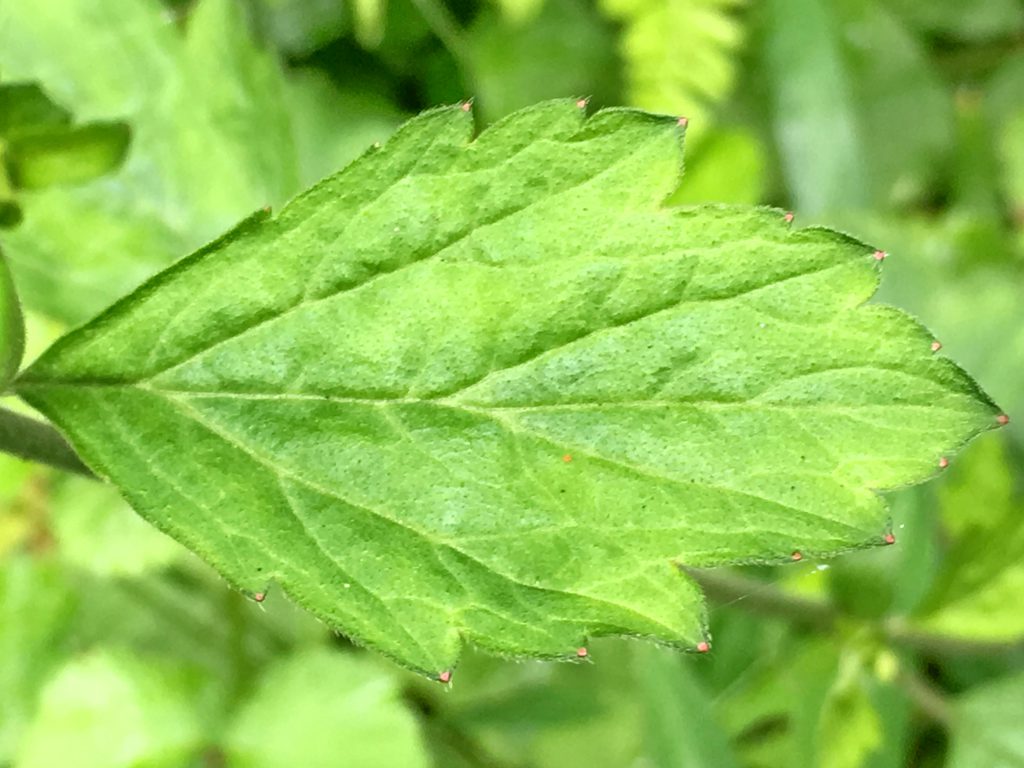 ダイコンソウの上部の茎葉
