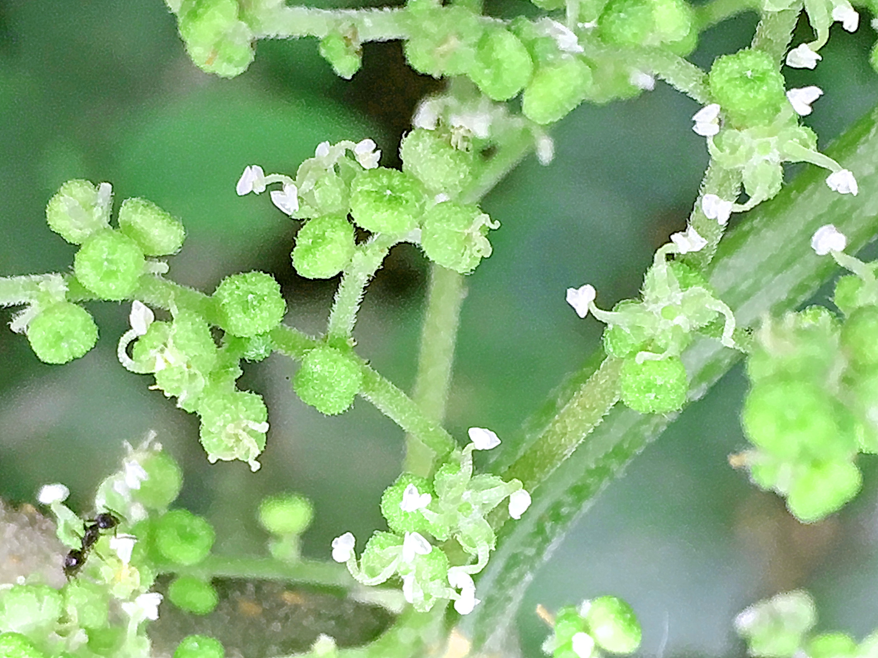 イラクサ科～カラムシ（苧麻） - 奥行き1mの果樹園