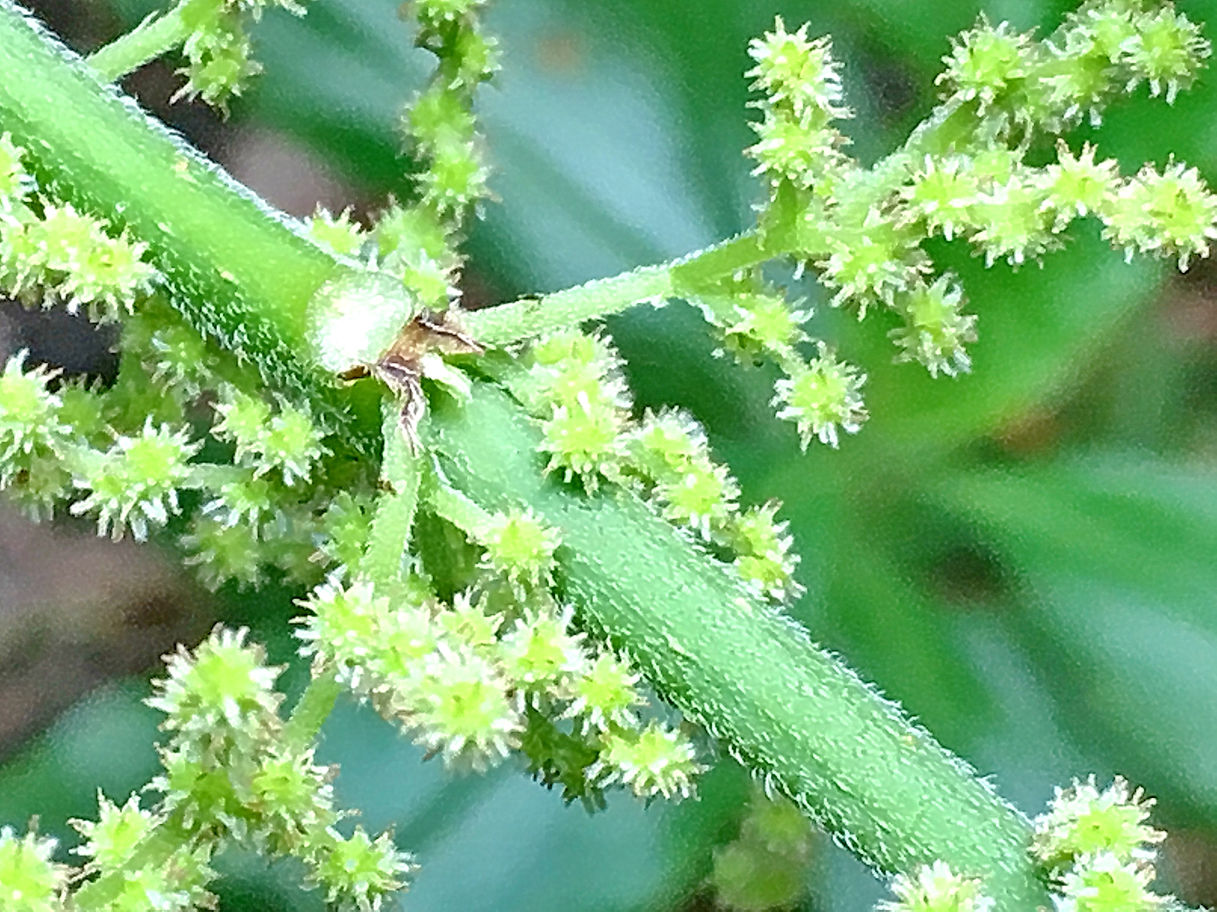 イラクサ科～カラムシ（苧麻） - 奥行き1mの果樹園