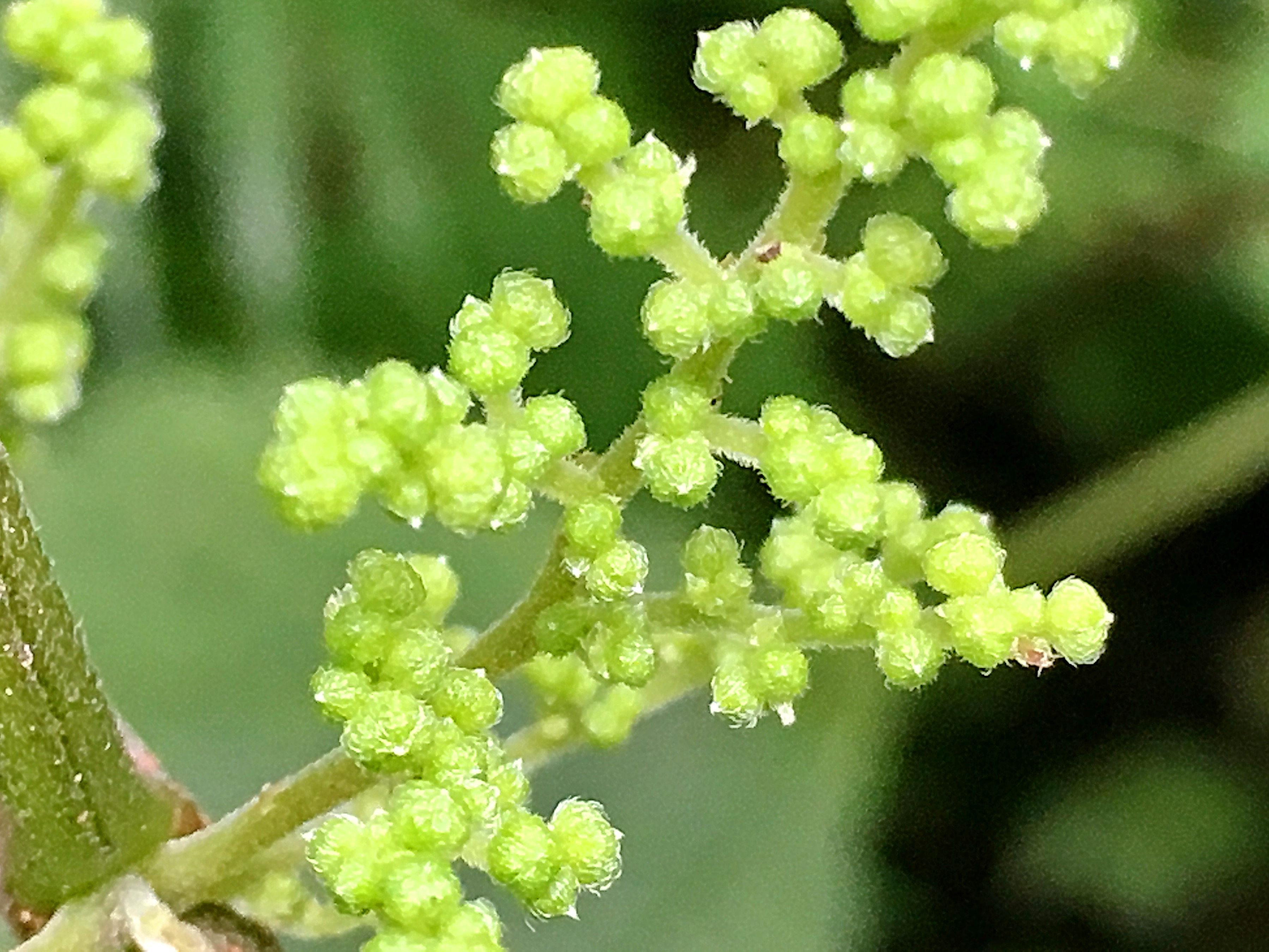 イラクサ科～カラムシ（苧麻） - 奥行き1mの果樹園