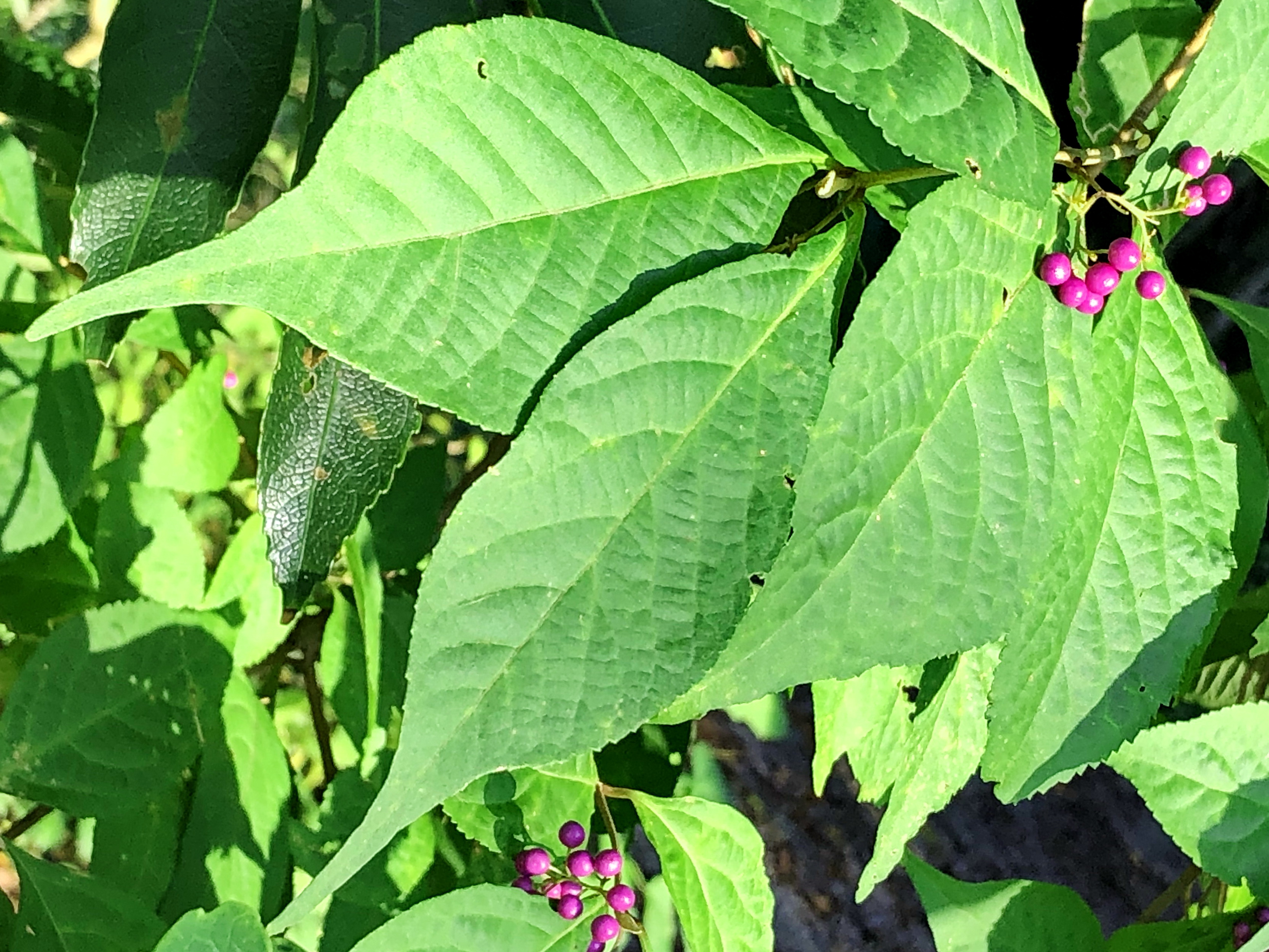 ムラサキシキブ シソ科 旧クマツヅラ科 ムラサキシキブ属 属落葉低木 在来種 集散花序 ピンク色の花 核果