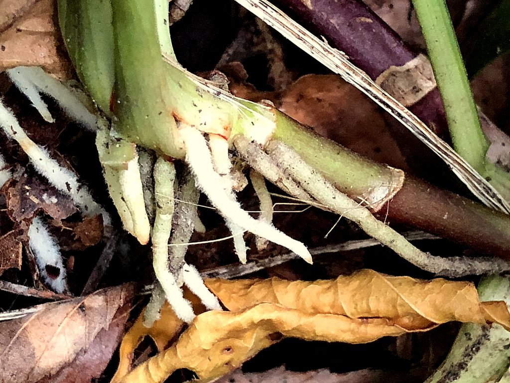 キチジョウソウの地下茎と根