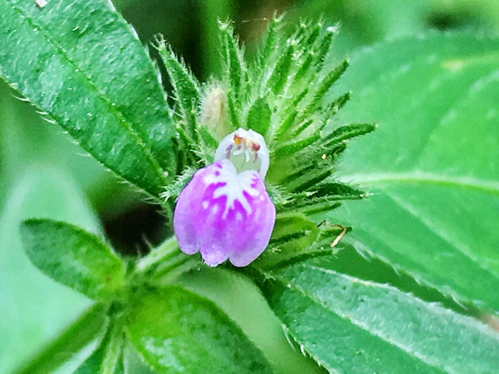 キツネノマゴ