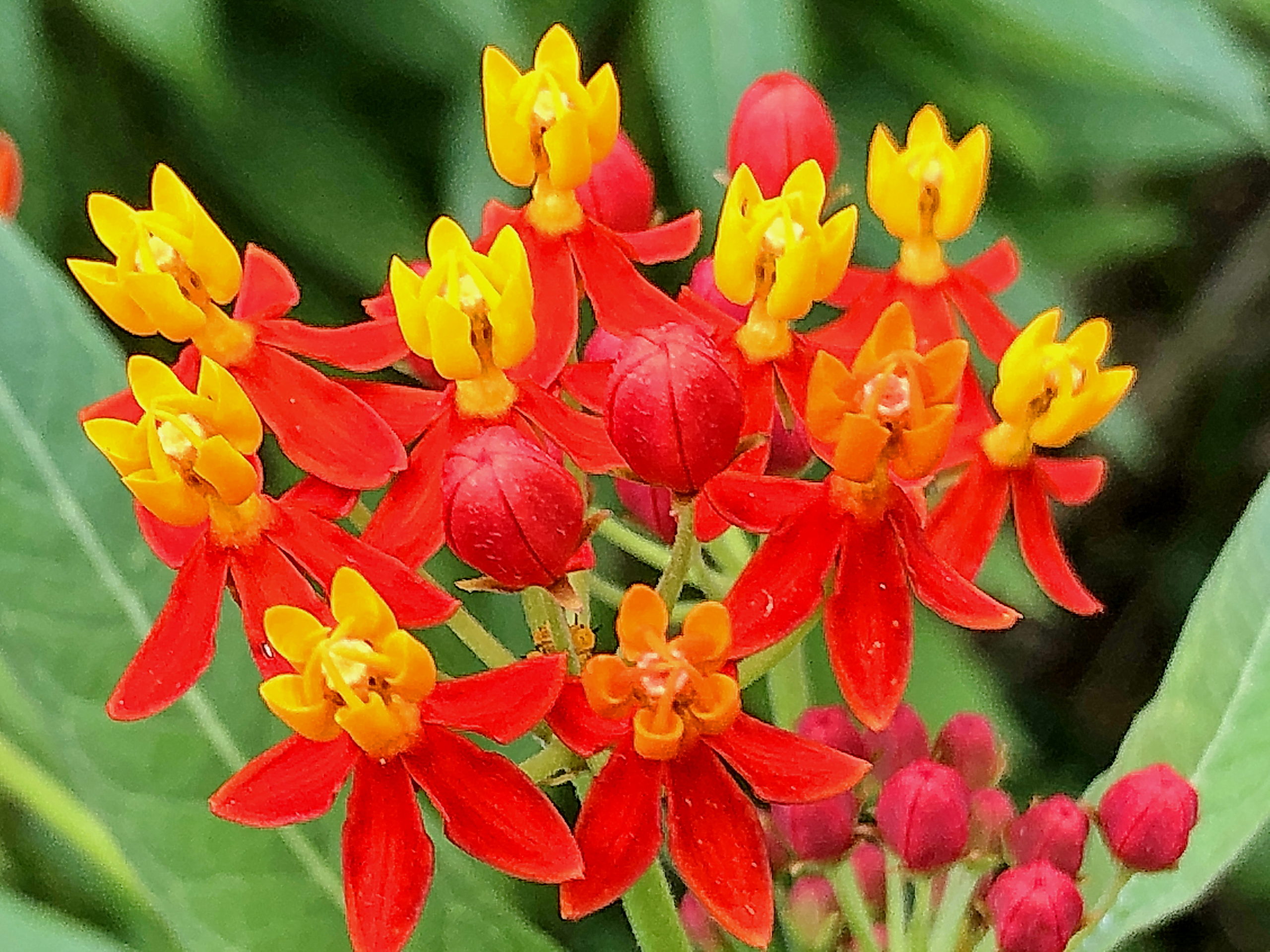 キョウチクトウ科 アスクレピアス 唐綿 奥行き1mの果樹園 キョウチクトウ科 アスクレピアス 唐綿 奥行き1mの果樹園