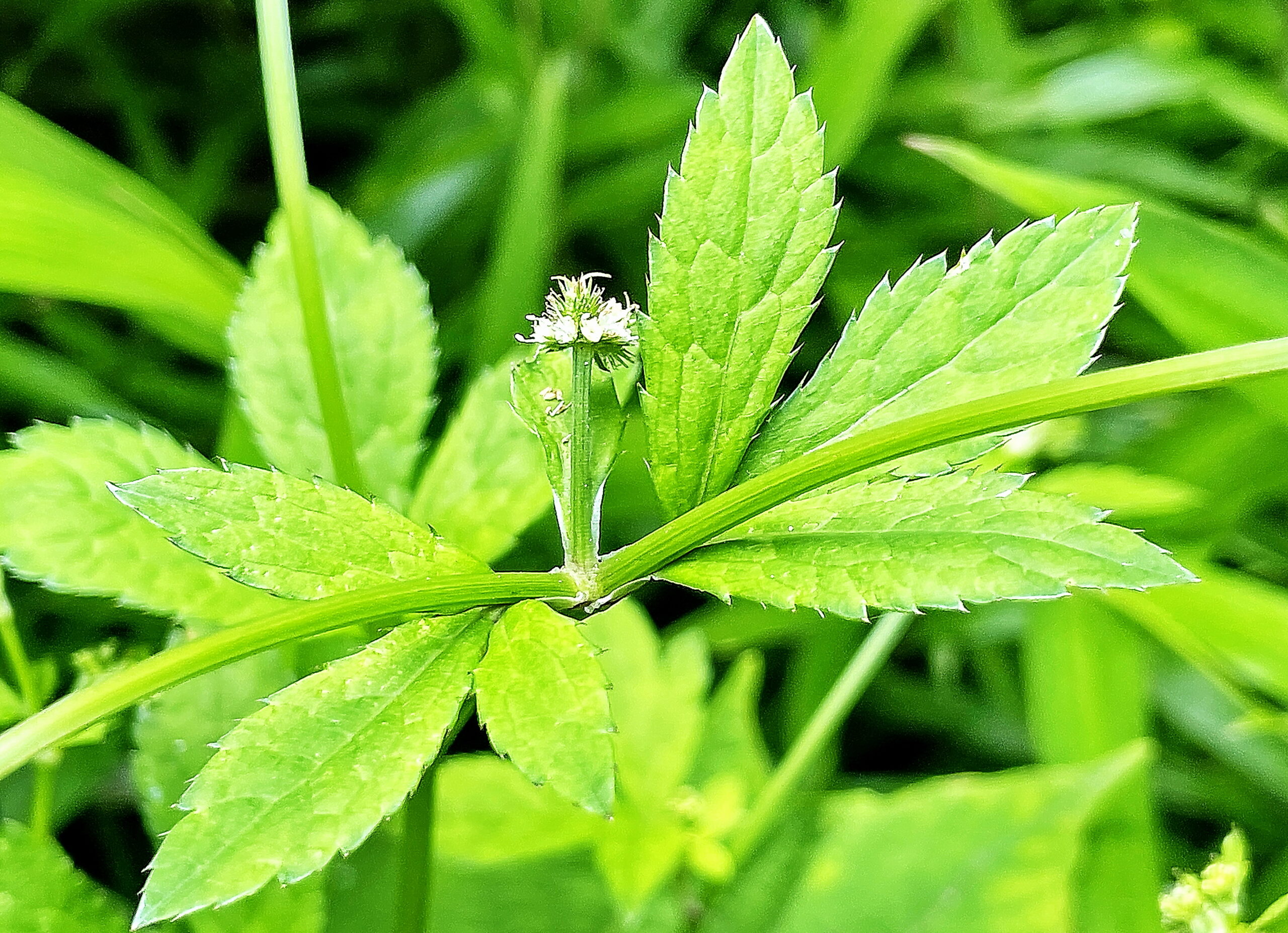 セリ科 ウマノミツバ 馬の三つ葉 奥行き１ｍの果樹園