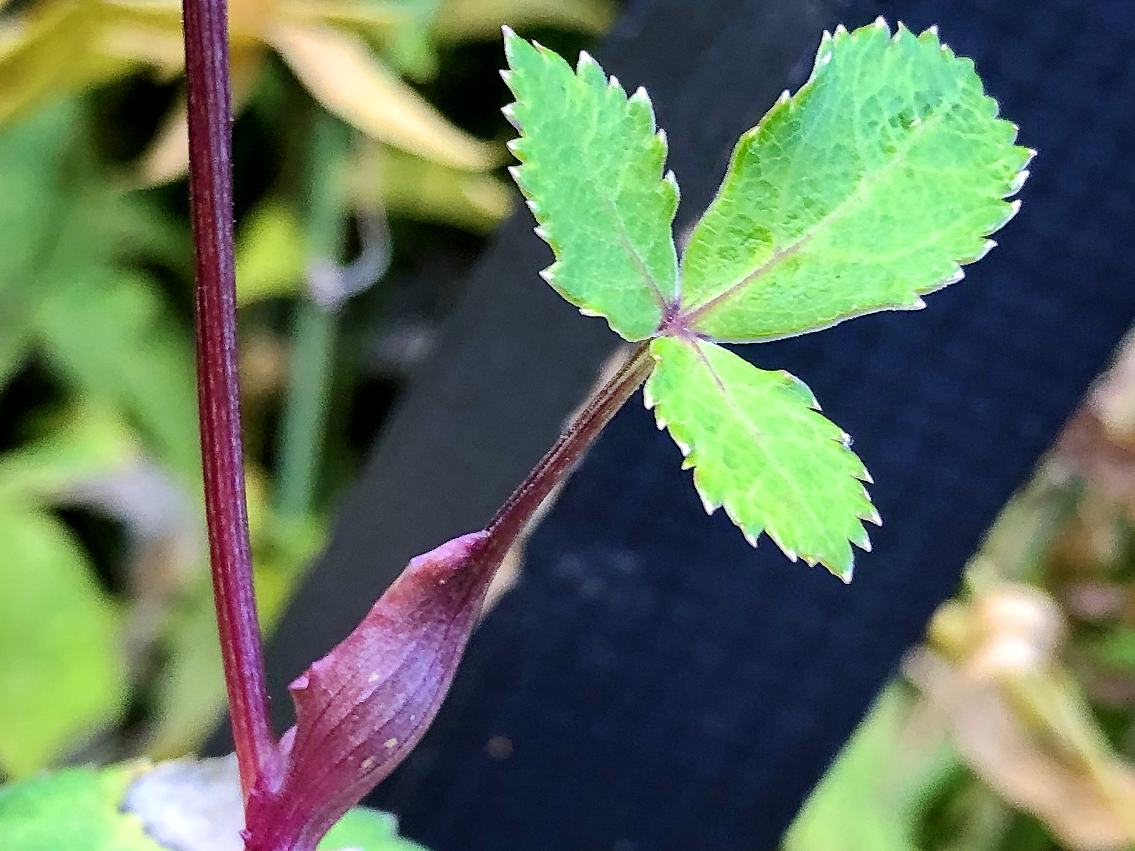 セリ科 ノダケ 野竹 とキアゲハの幼虫 奥行き１ｍの果樹園