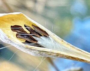 コバノカモメヅルの種子