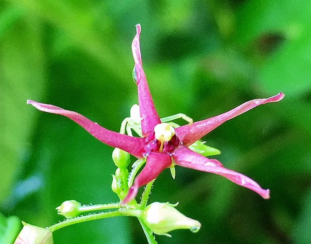 コバノカモメヅルの花