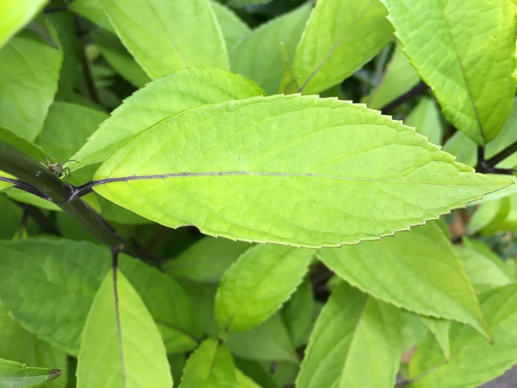 シモバシラの葉