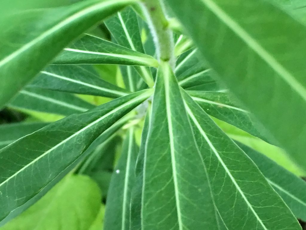 タカトウダイの葉