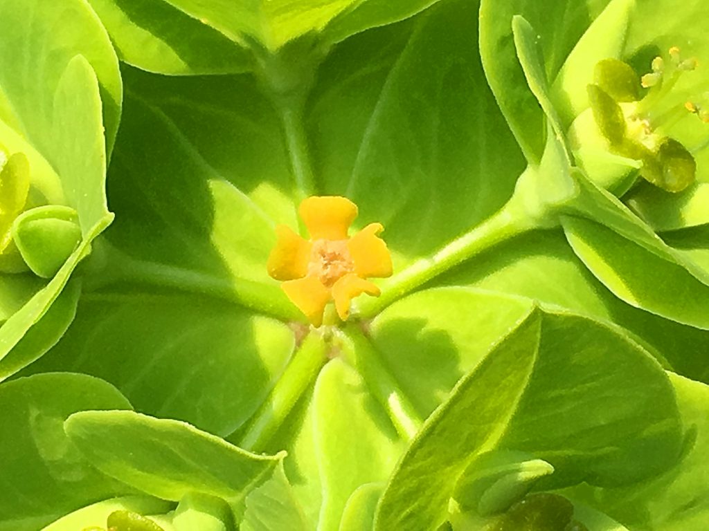 タカトウダイの花