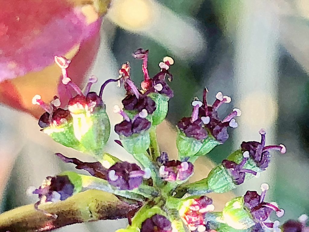 ノダケの雌性期の花