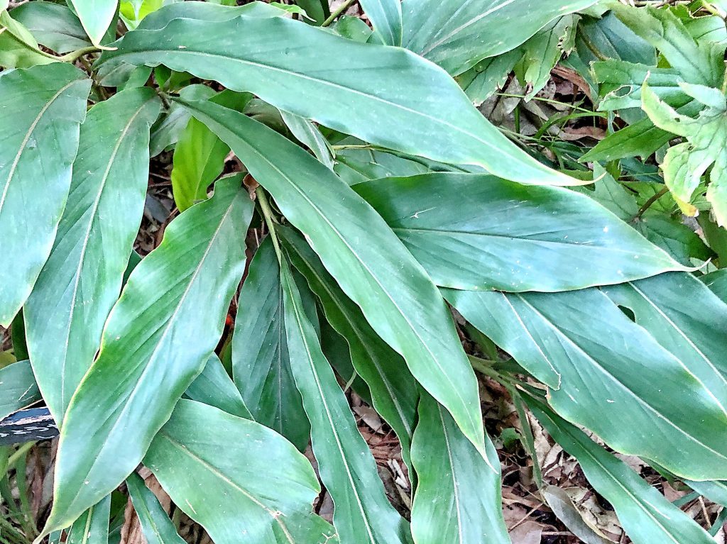 ハナミョウガの葉