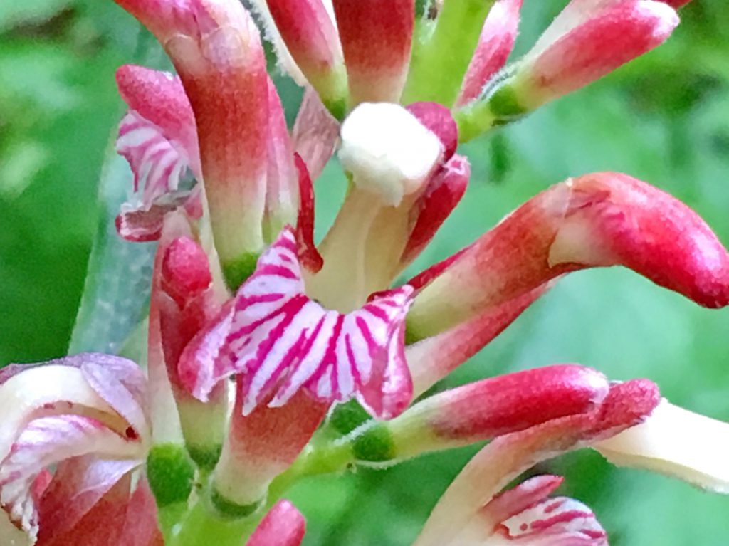 ハナミョウガの花
