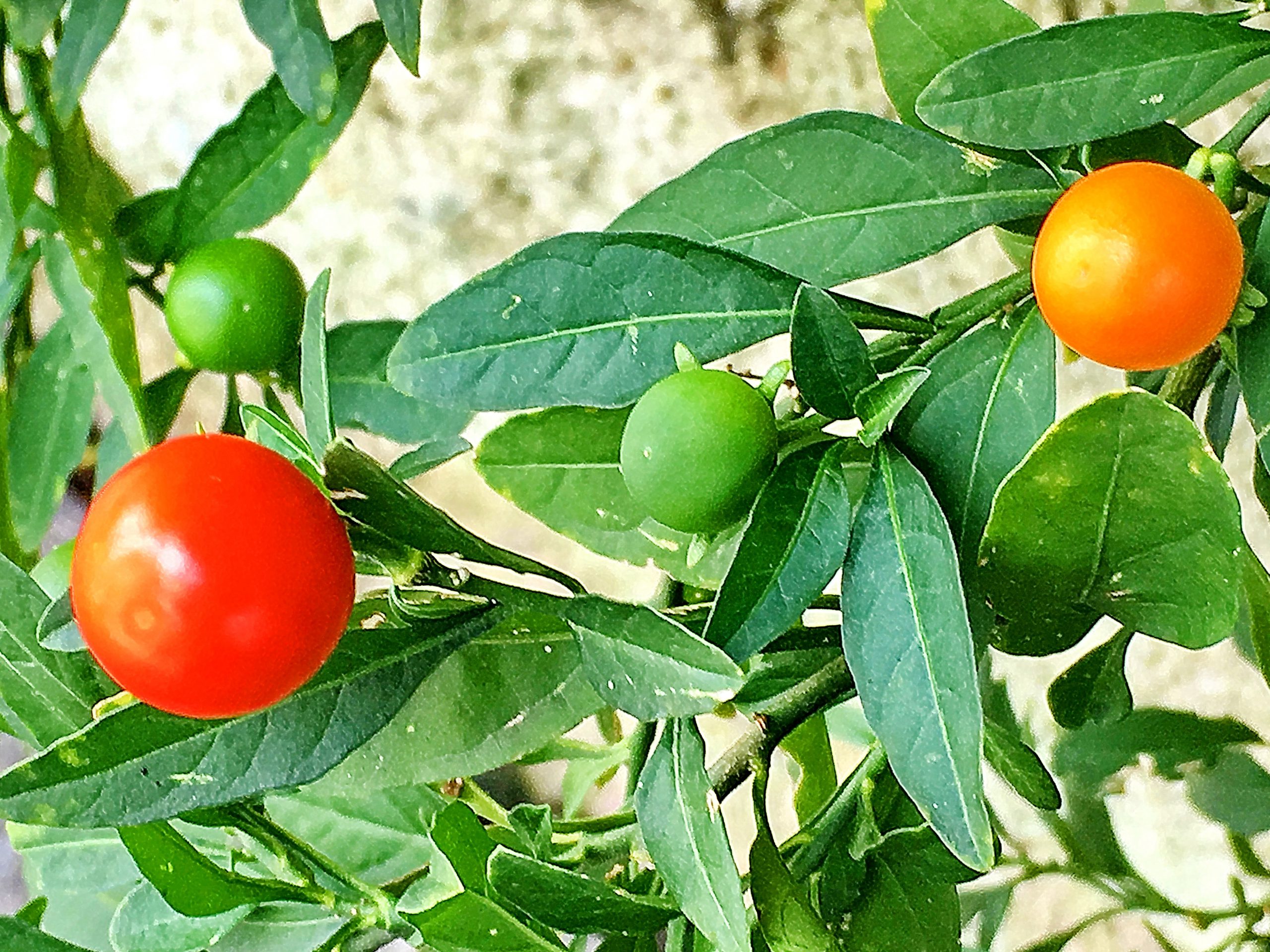 ナス科 フユサンゴ 冬珊瑚 タマサンゴ 玉珊瑚 奥行き１ｍの果樹園