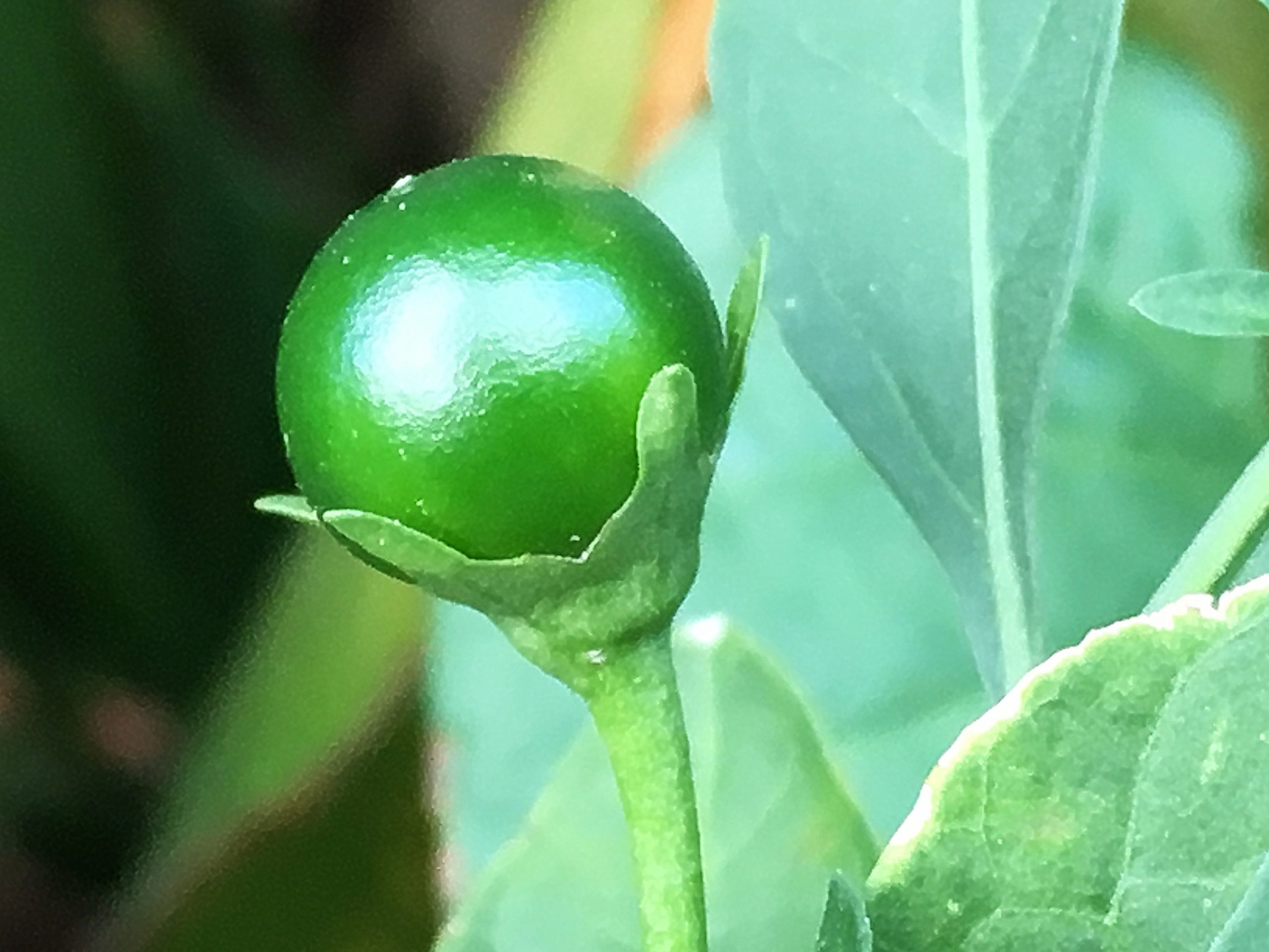 ナス科 フユサンゴ 冬珊瑚 タマサンゴ 玉珊瑚 奥行き１ｍの果樹園