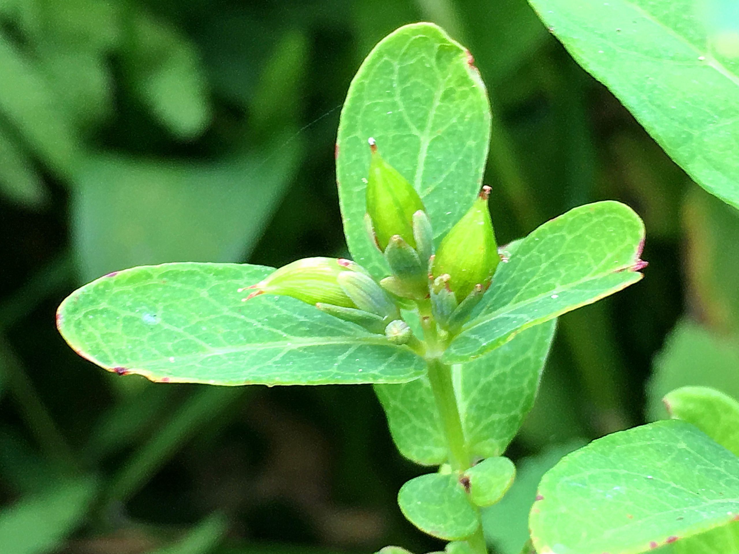 オトギリソウ科 ミズオトギリ 水弟切 奥行き１ｍの果樹園