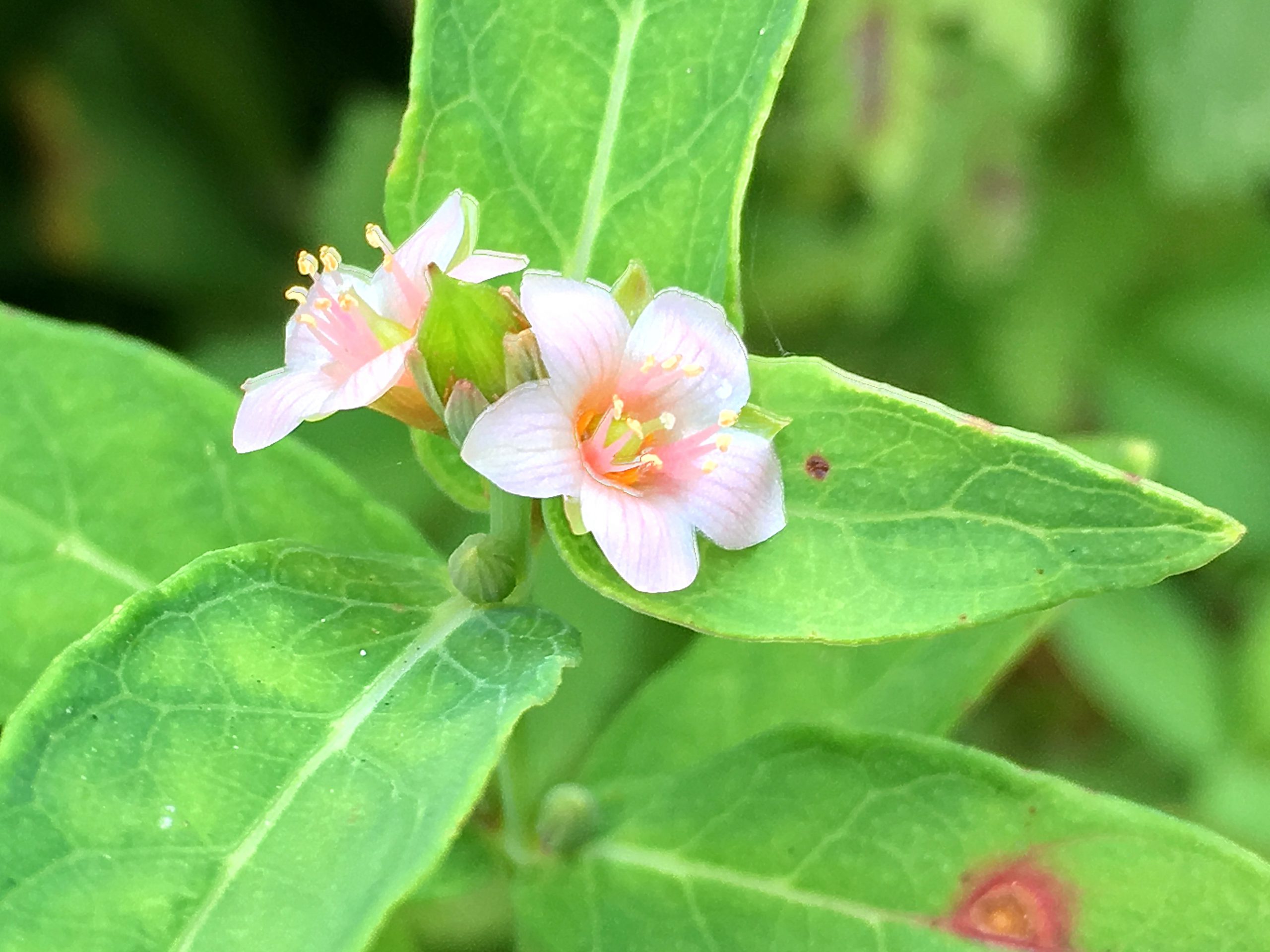 オトギリソウ科 ミズオトギリ 水弟切 奥行き１ｍの果樹園