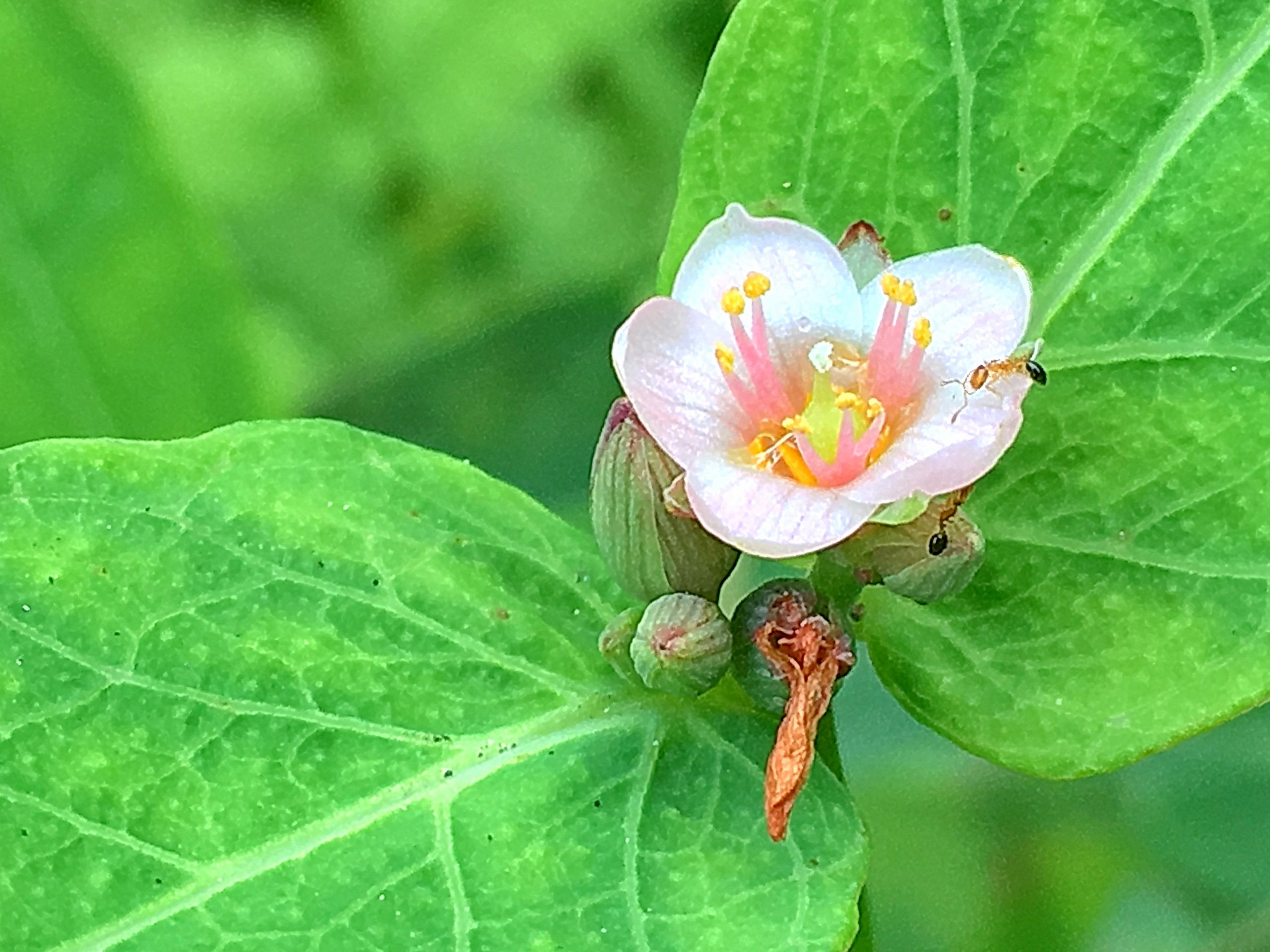 オトギリソウ科 ミズオトギリ 水弟切 奥行き１ｍの果樹園
