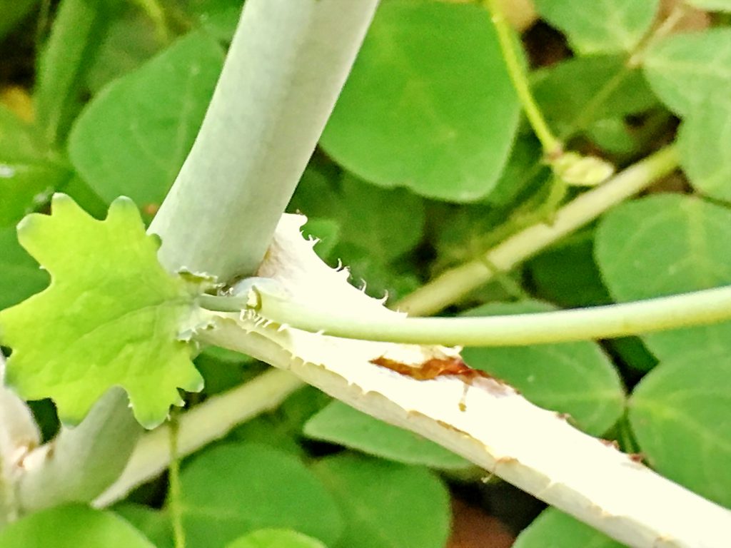 タケニグサの茎