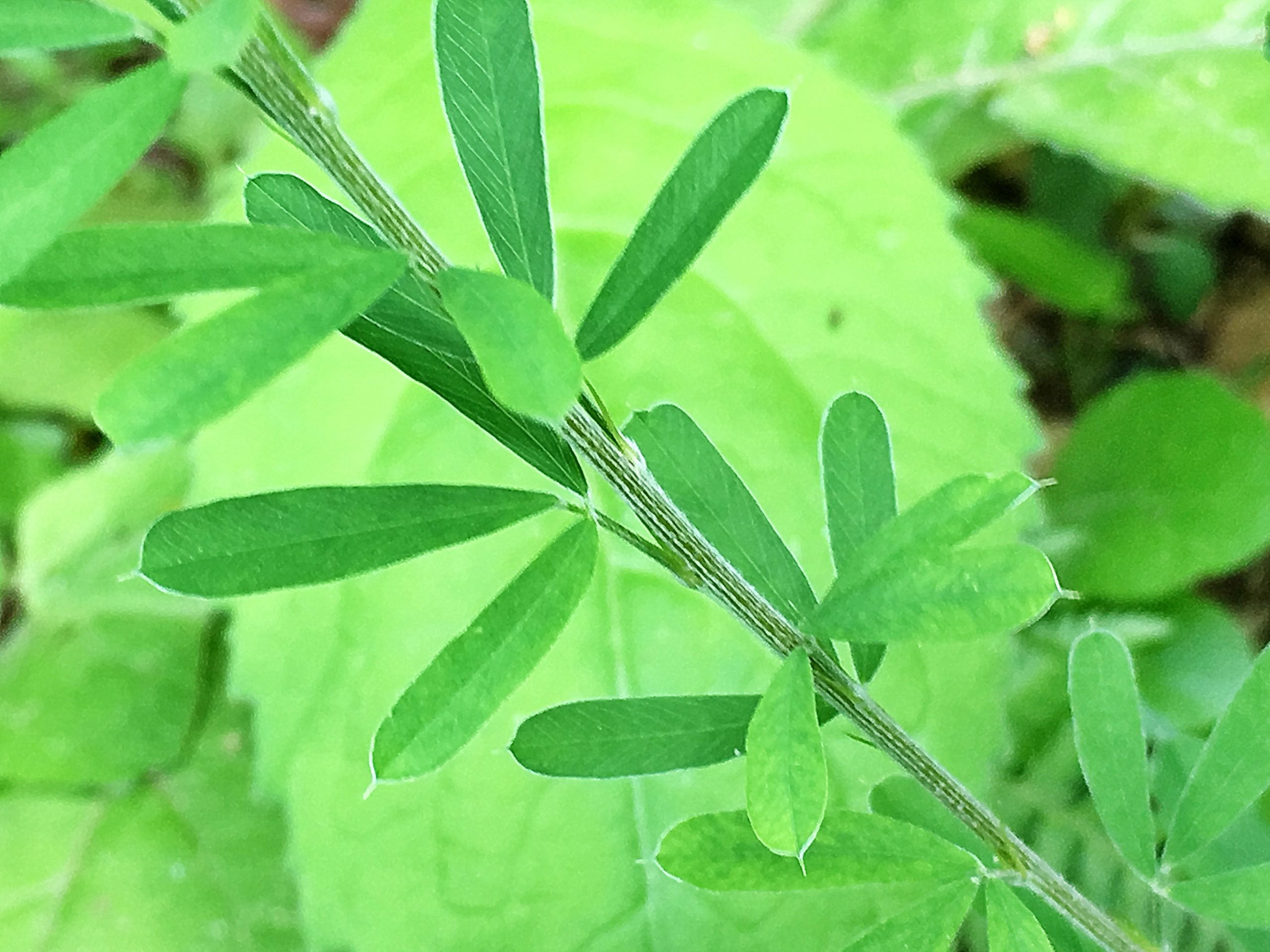マメ科 メドハギ 目処萩 筮萩 とキタキチョウ 奥行き１ｍの果樹園