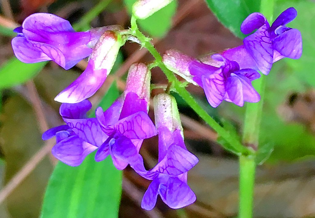 ナンテンハギの花
