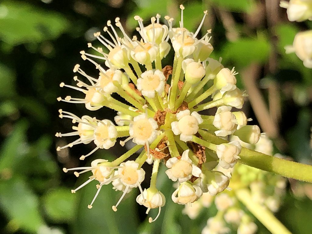 ヤツデの雄性期の花