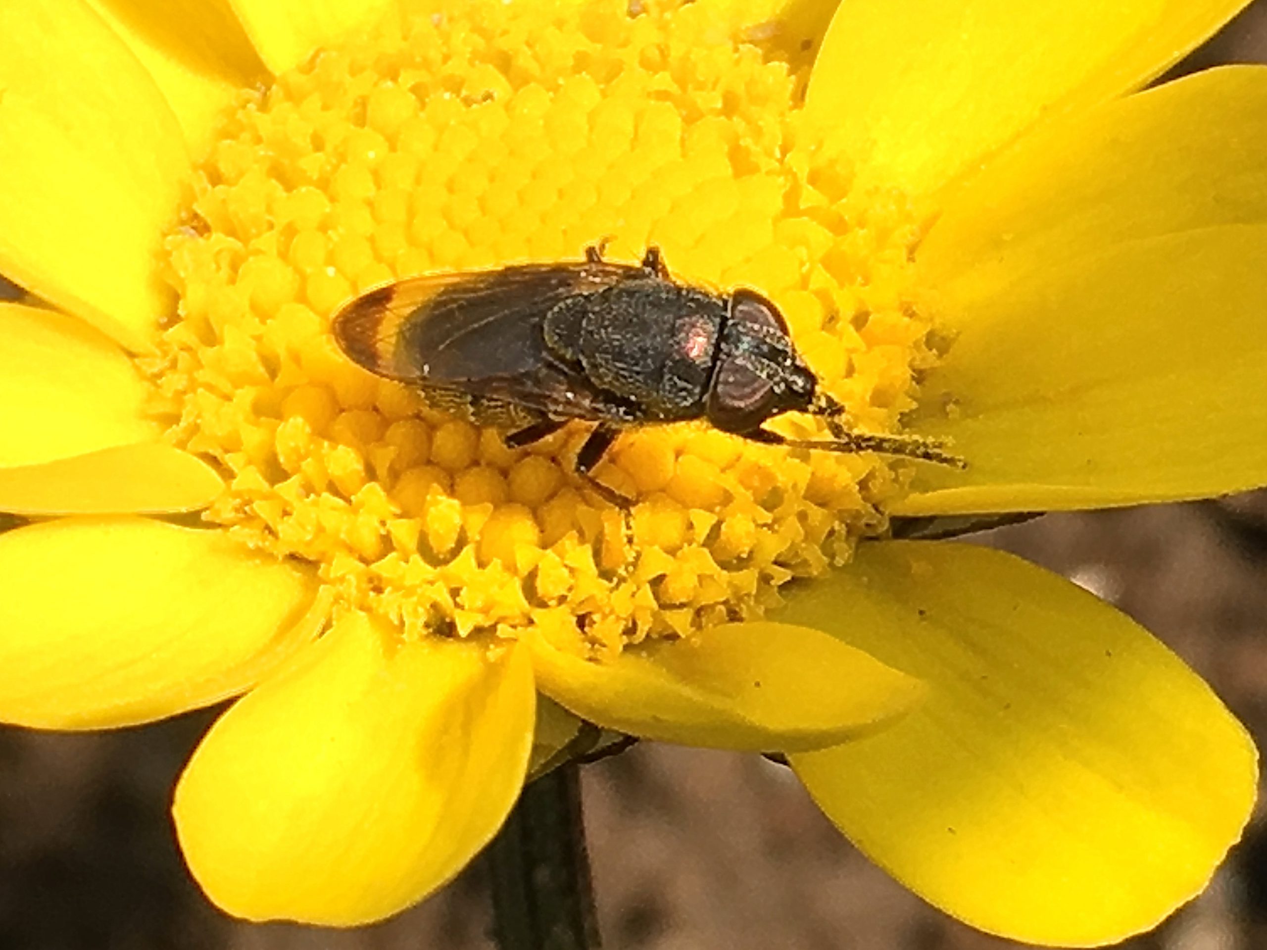 キク科 クリサンセマム ムルチコーレ 黄花雛菊 奥行き１ｍの果樹園