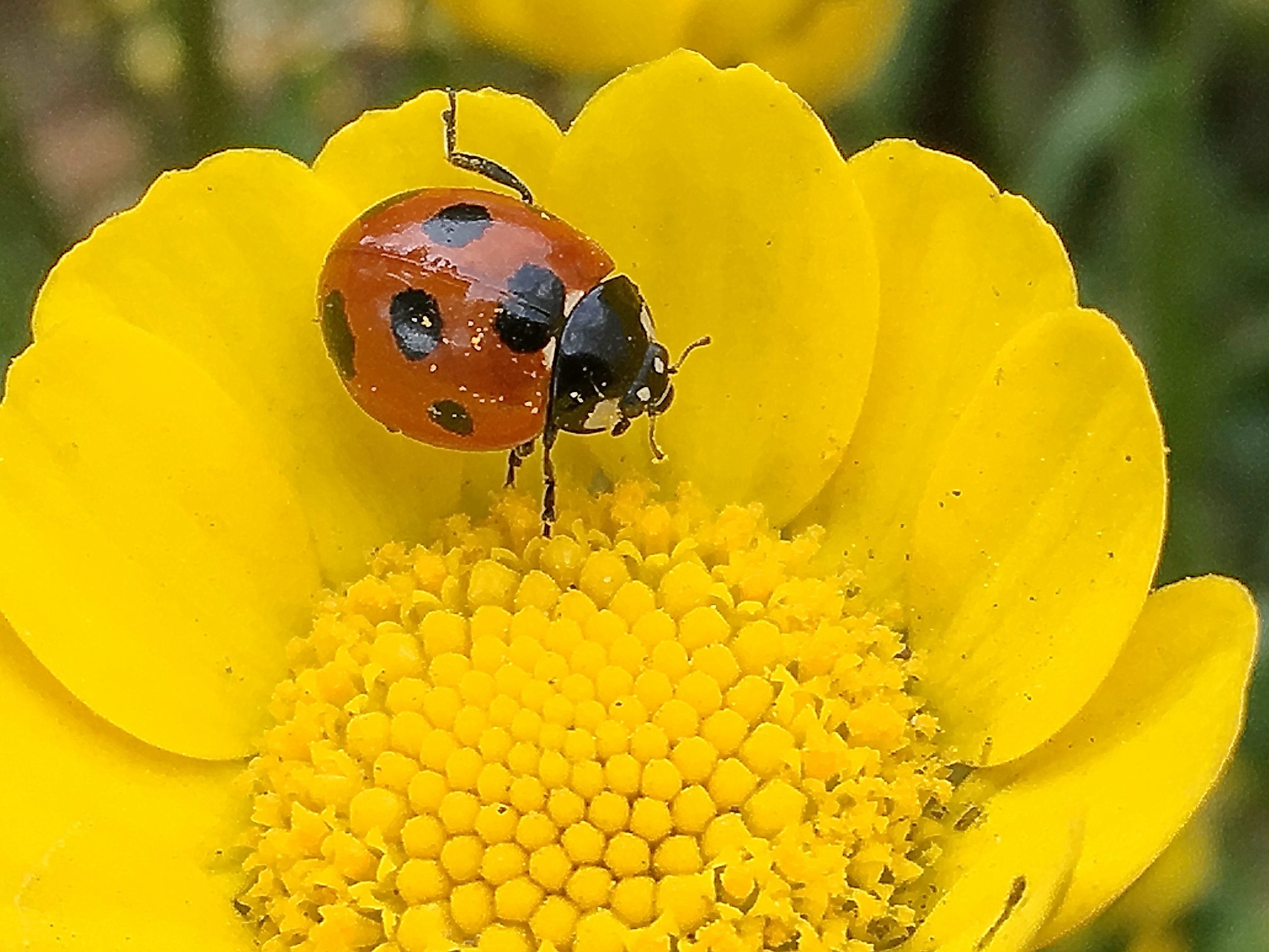 キク科 クリサンセマム ムルチコーレ 黄花雛菊 奥行き１ｍの果樹園