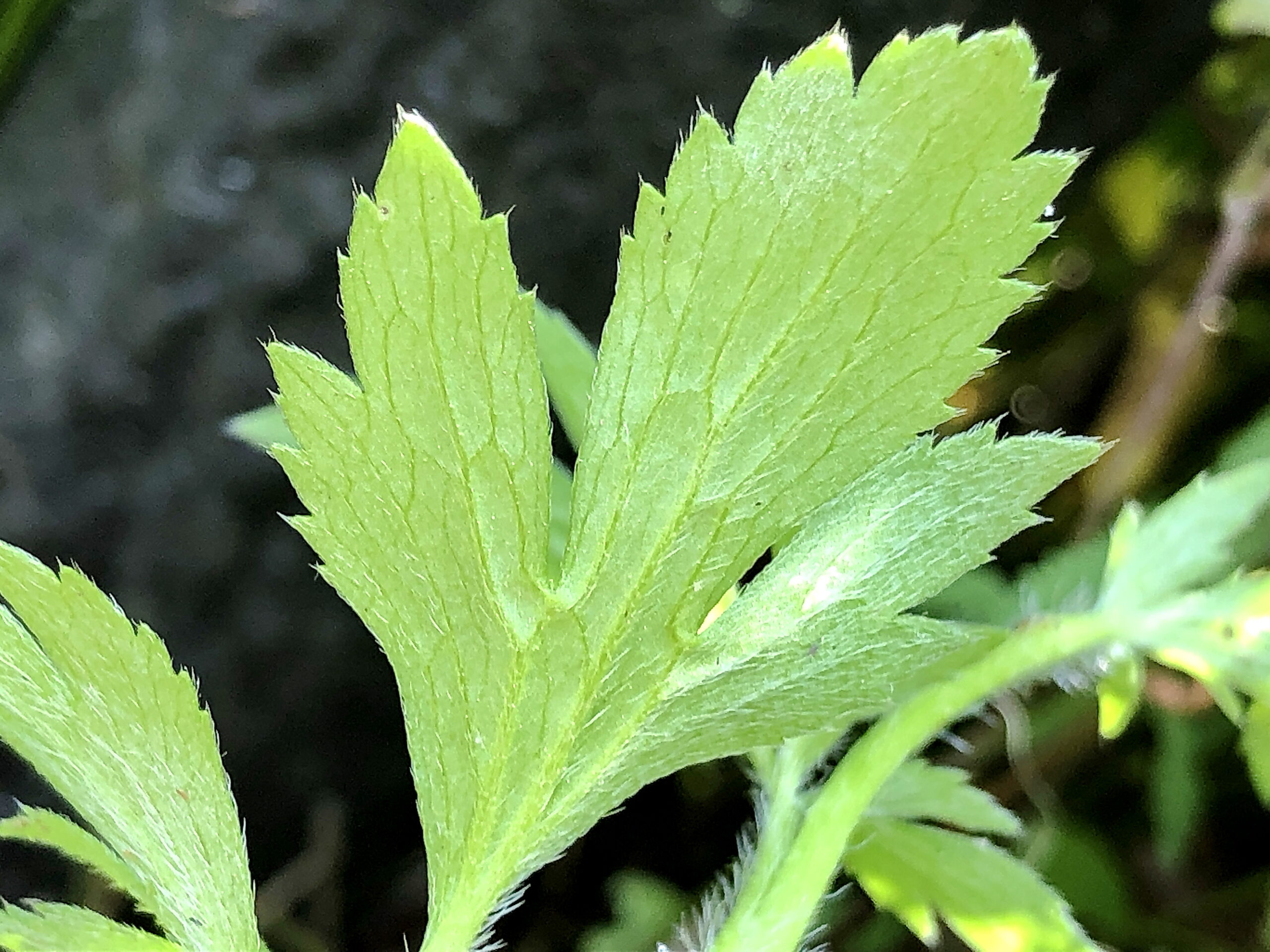 キンポウゲ科 ケキツネノボタン 毛狐の牡丹 奥行き１ｍの果樹園