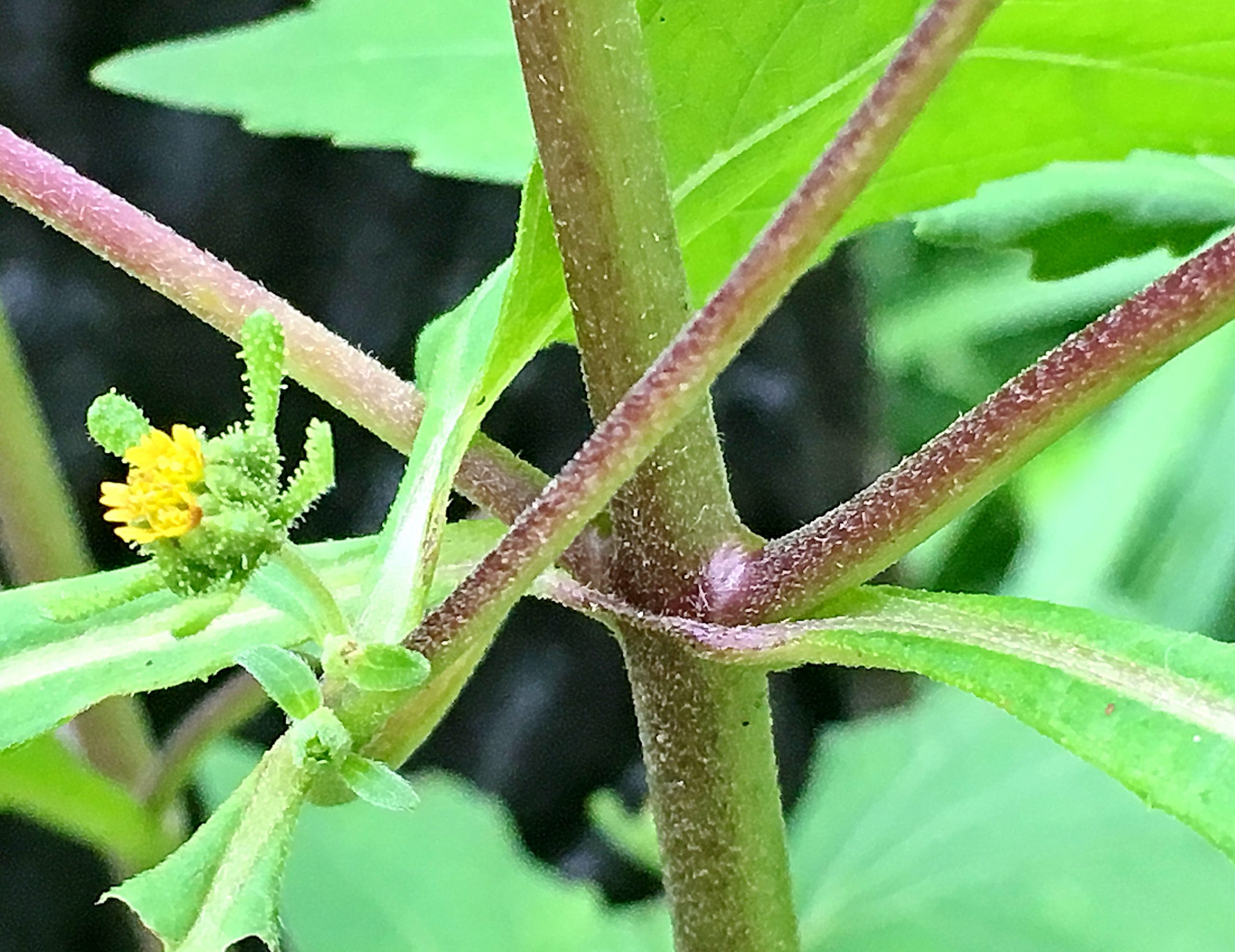 キク科 コメナモミ 小雌菜揉 奥行き１ｍの果樹園