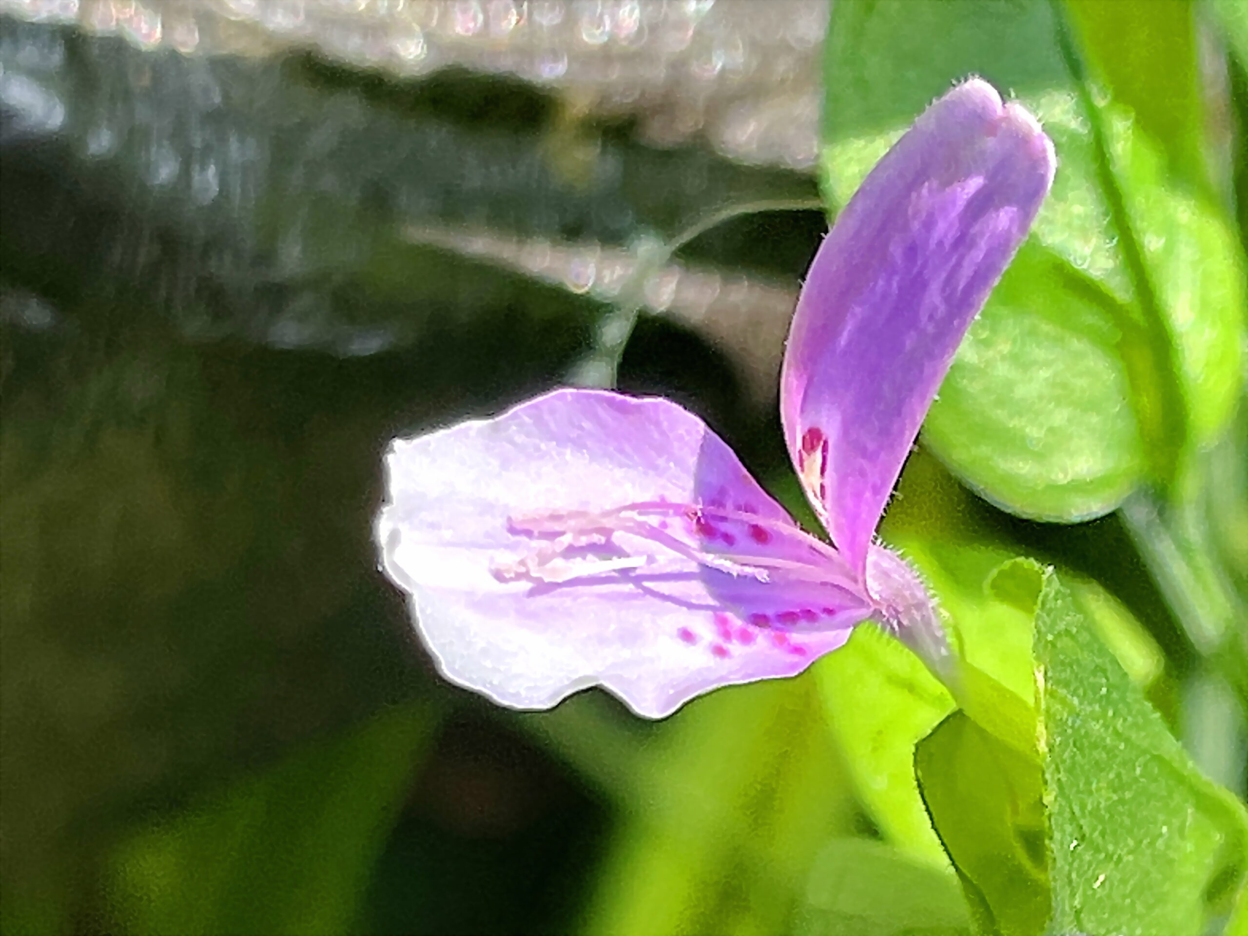 キツネノマゴ科 ハグロソウ 葉黒草 奥行き１ｍの果樹園