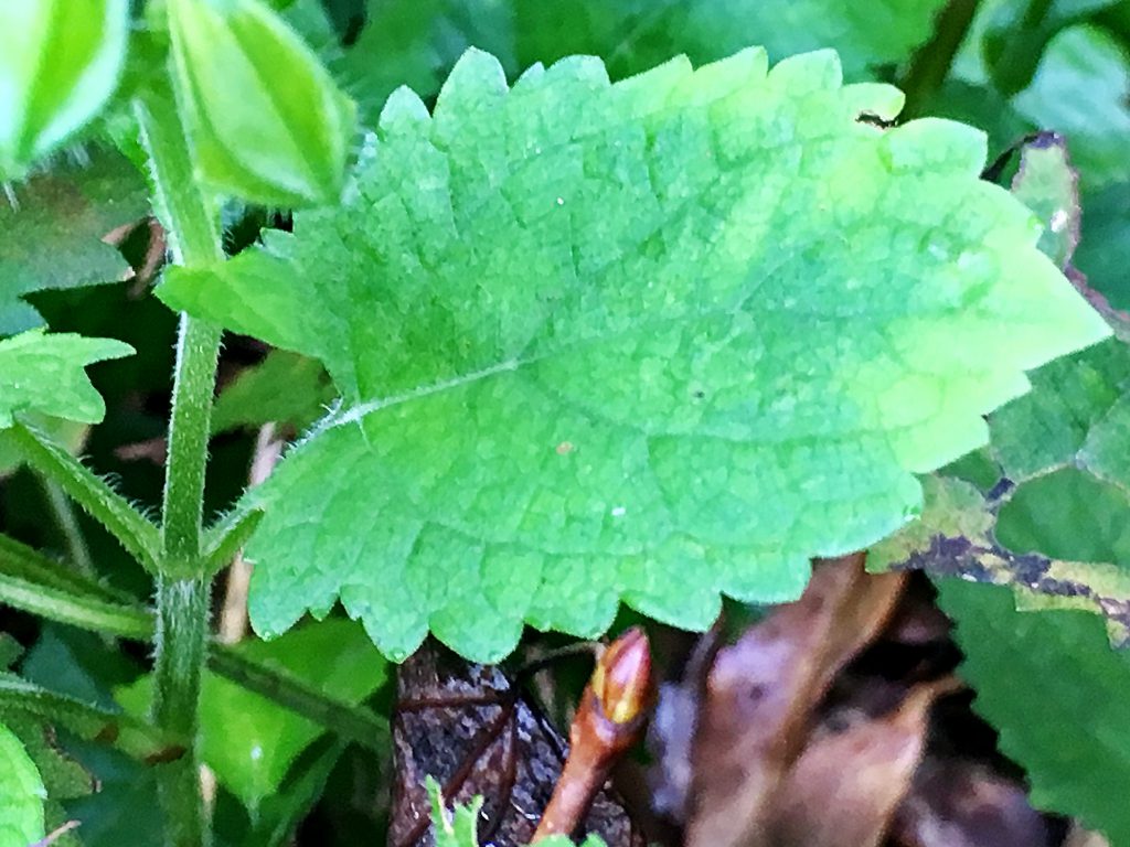 キバナアサギリの葉