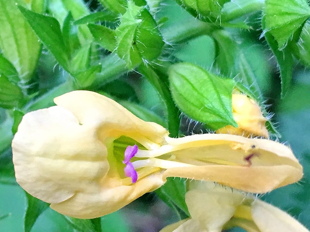キバナアキギリの花