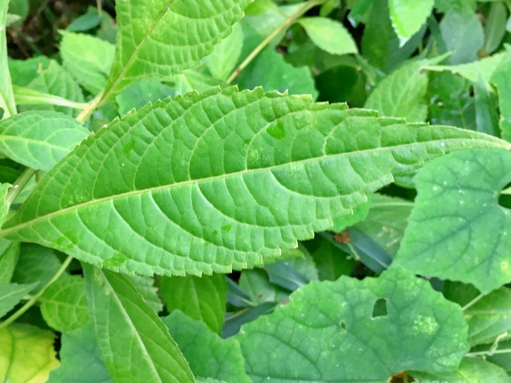 テンニンソウの葉
