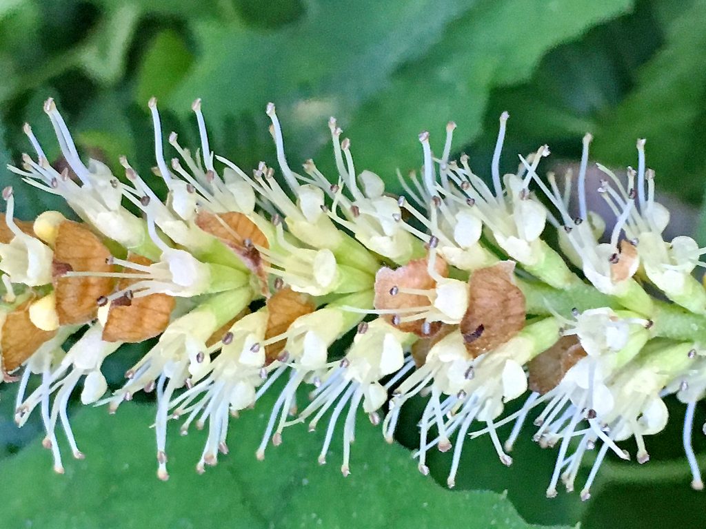 テンニンソウの花
