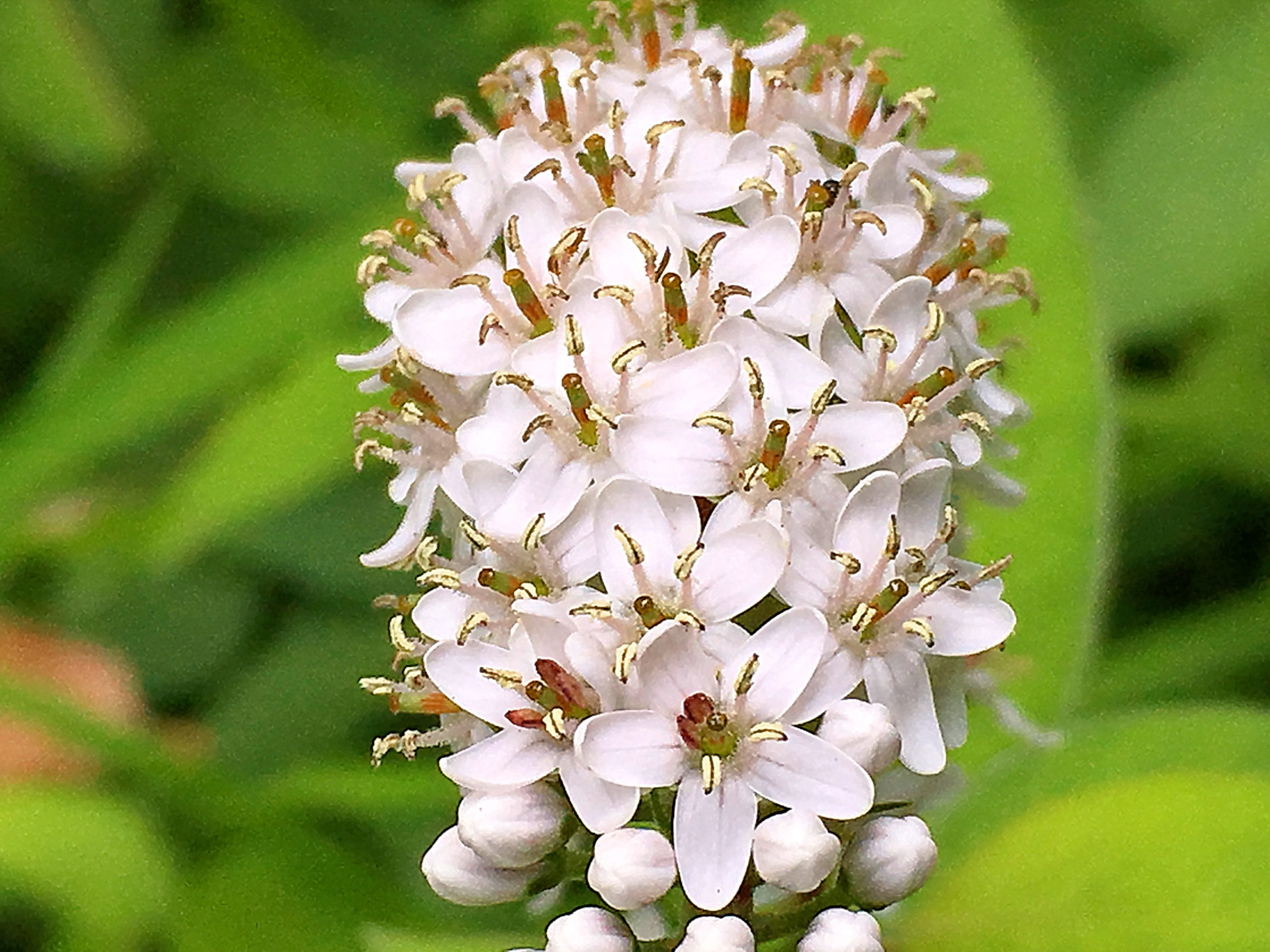 サクラソウ科 オカトラノオ 丘虎の尾 奥行き１ｍの果樹園