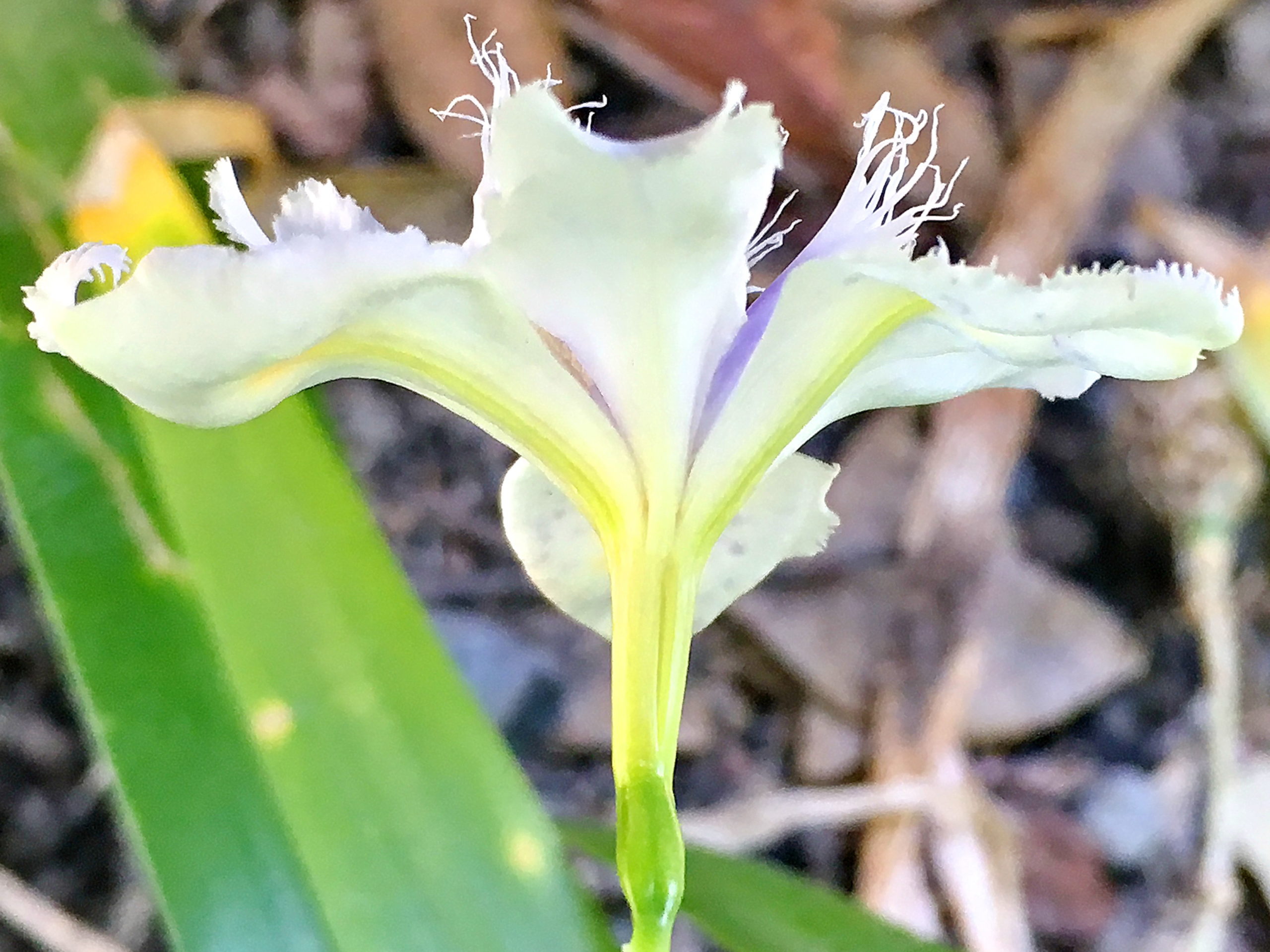 アヤメ科 シャガ 射干 奥行き1mの果樹園 アヤメ科 シャガ 射干 奥行き1mの果樹園