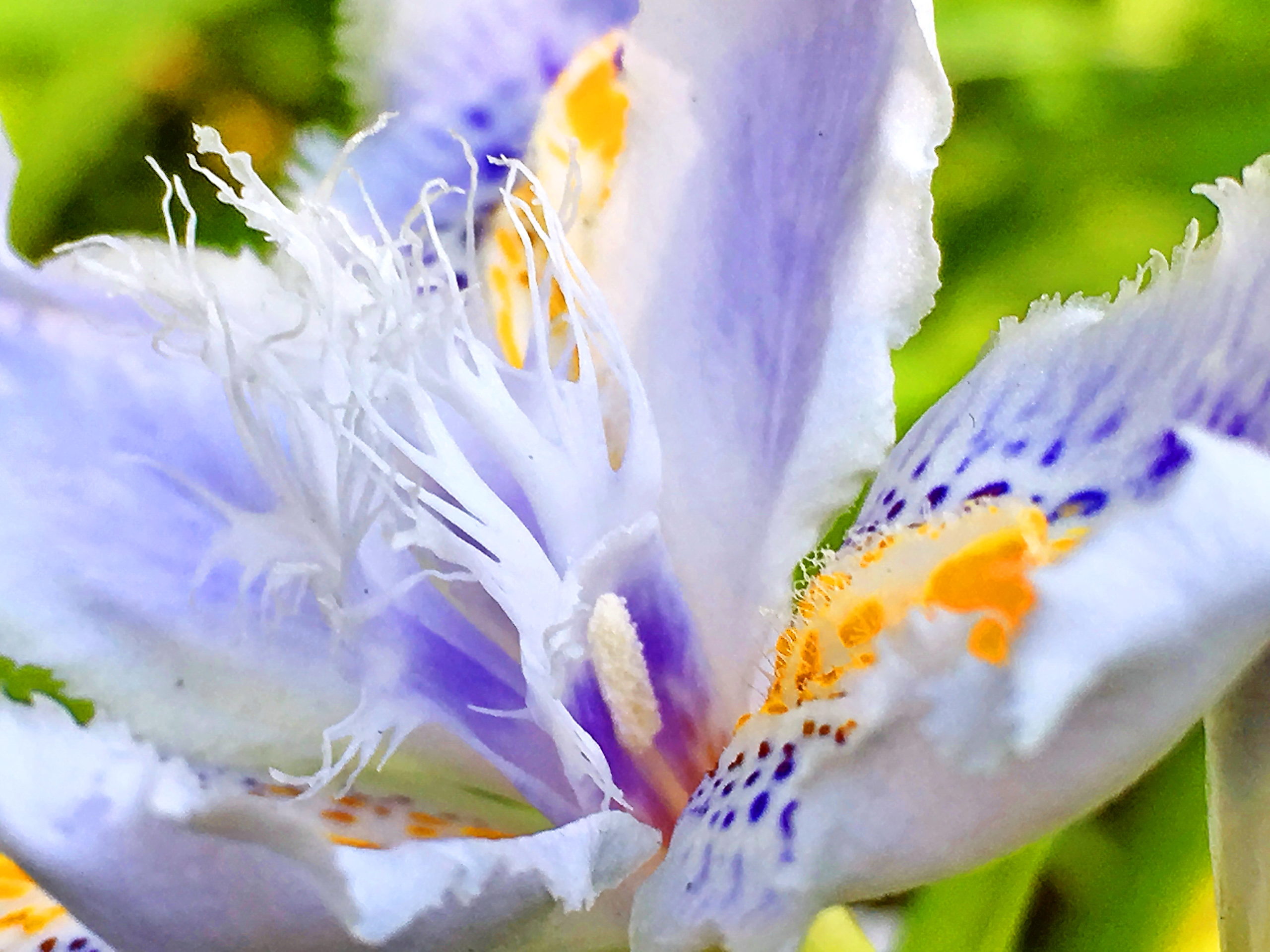 アヤメ科 シャガ 射干 奥行き１ｍの果樹園