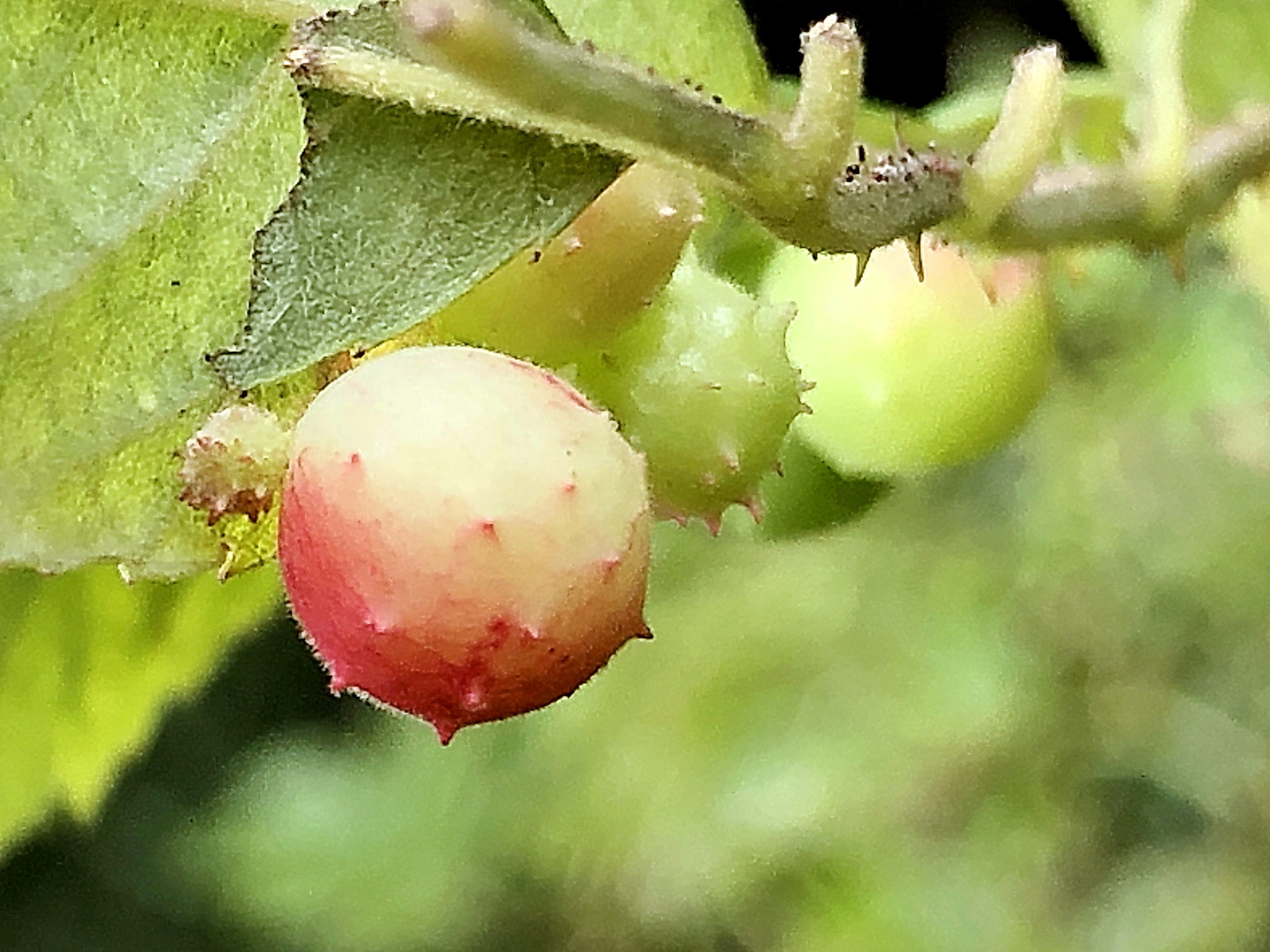 バラ科 ノイバラ 野茨 奥行き１ｍの果樹園