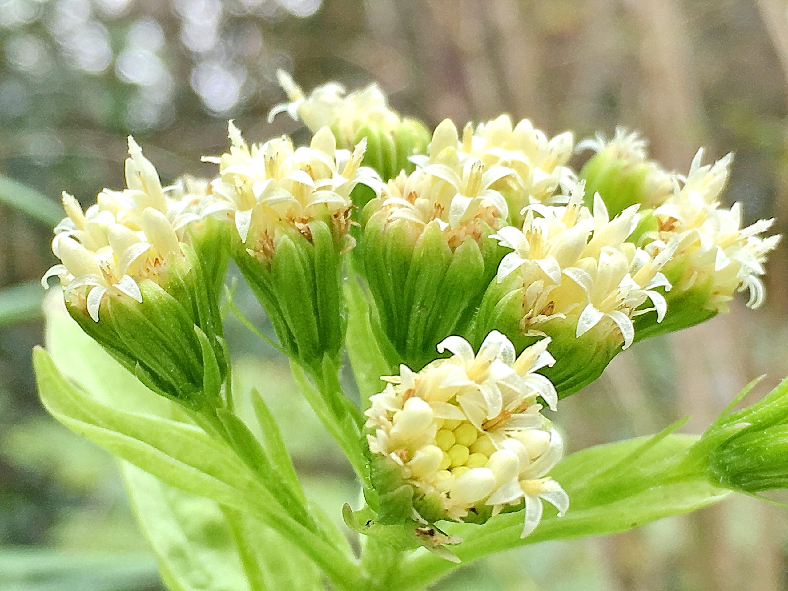 キク科 フキ 蕗 奥行き１ｍの果樹園