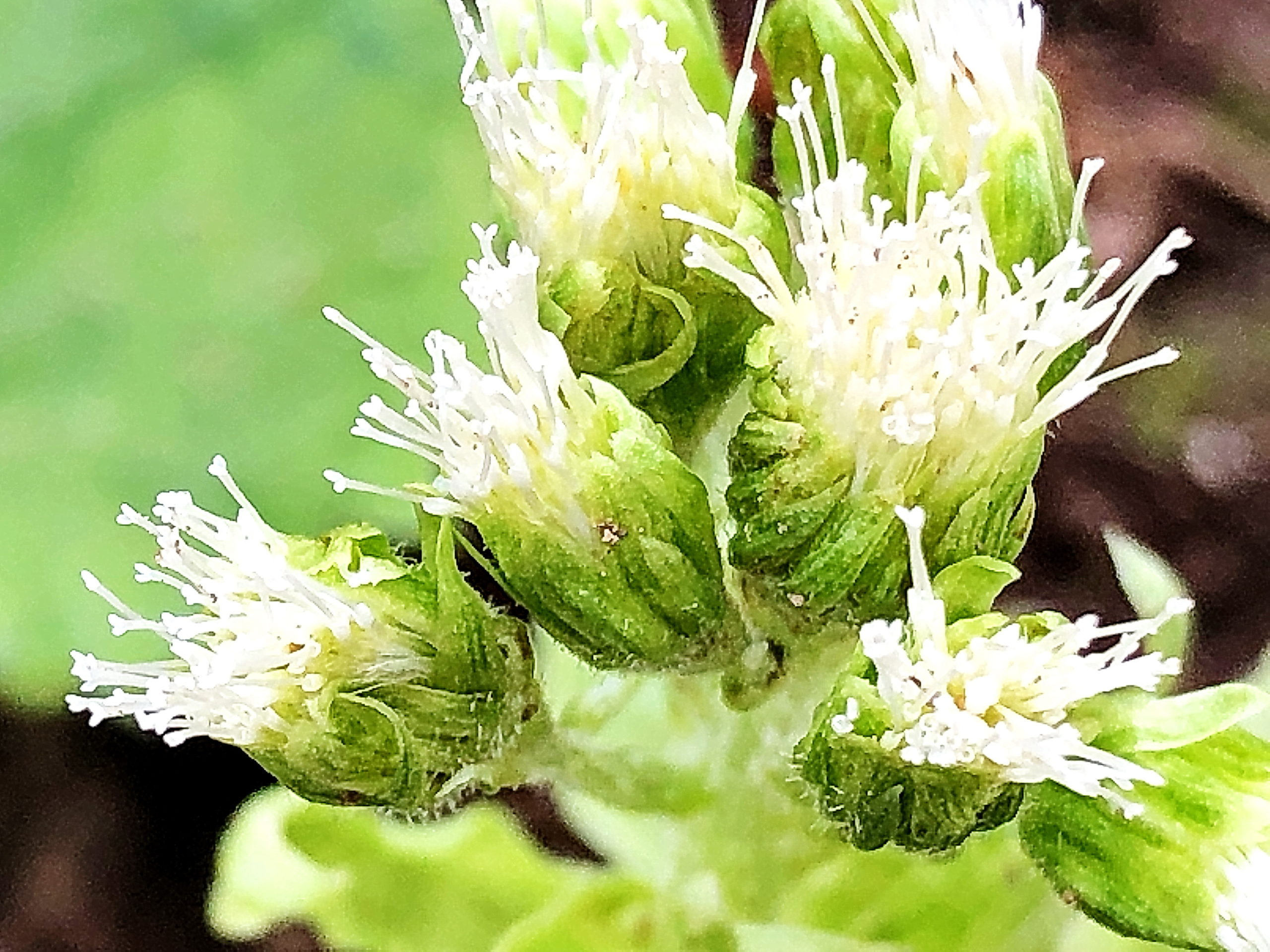 キク科 フキ 蕗 奥行き１ｍの果樹園