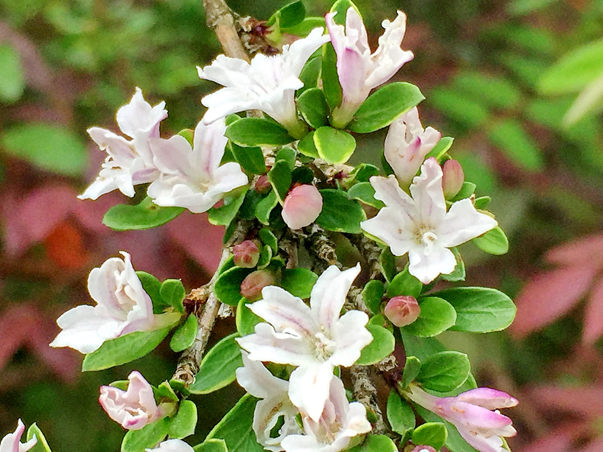 アカネ科～ハクチョウゲ（白丁花） - 奥行き１ｍの果樹園