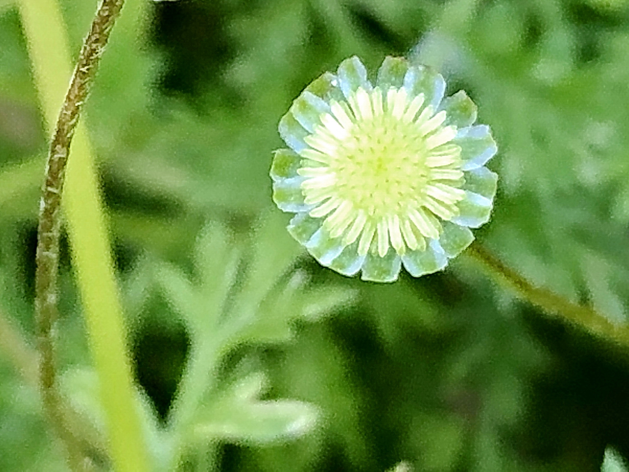 キク科 マメカミツレ 豆加蜜列 奥行き１ｍの果樹園