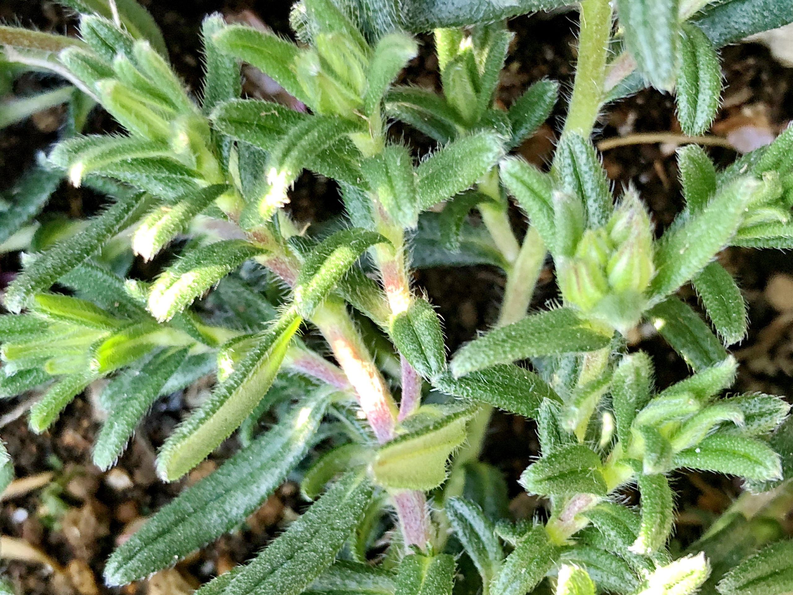 ムラサキ科 ミヤマホタルカズラ 深山蛍葛 奥行き１ｍの果樹園