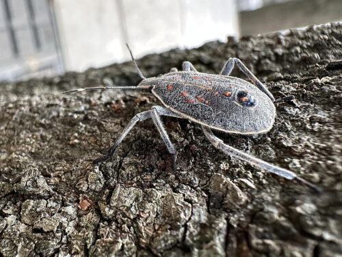 キマダラカメムシ終齢幼虫